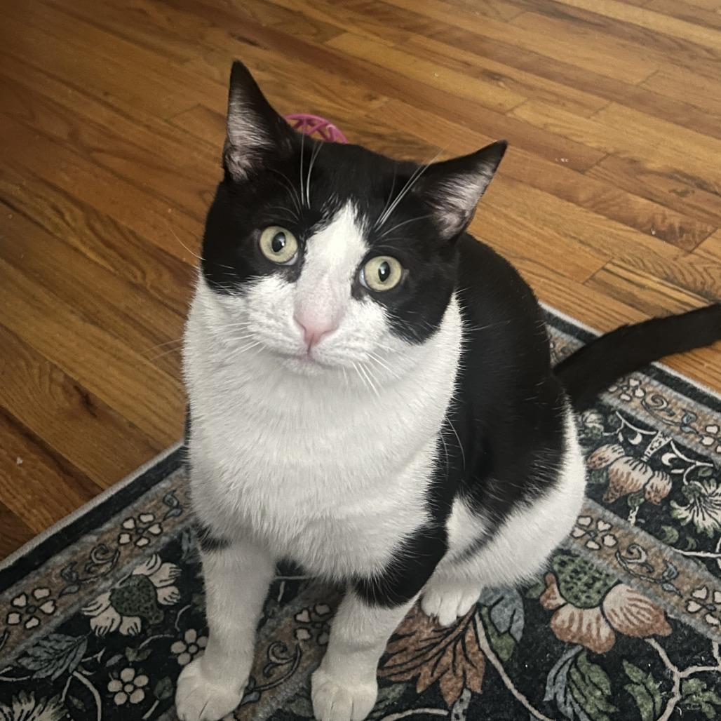 Enlarge Oscar the Great, a Adoptable Domestic Short Hair in New York, NY image 6/6