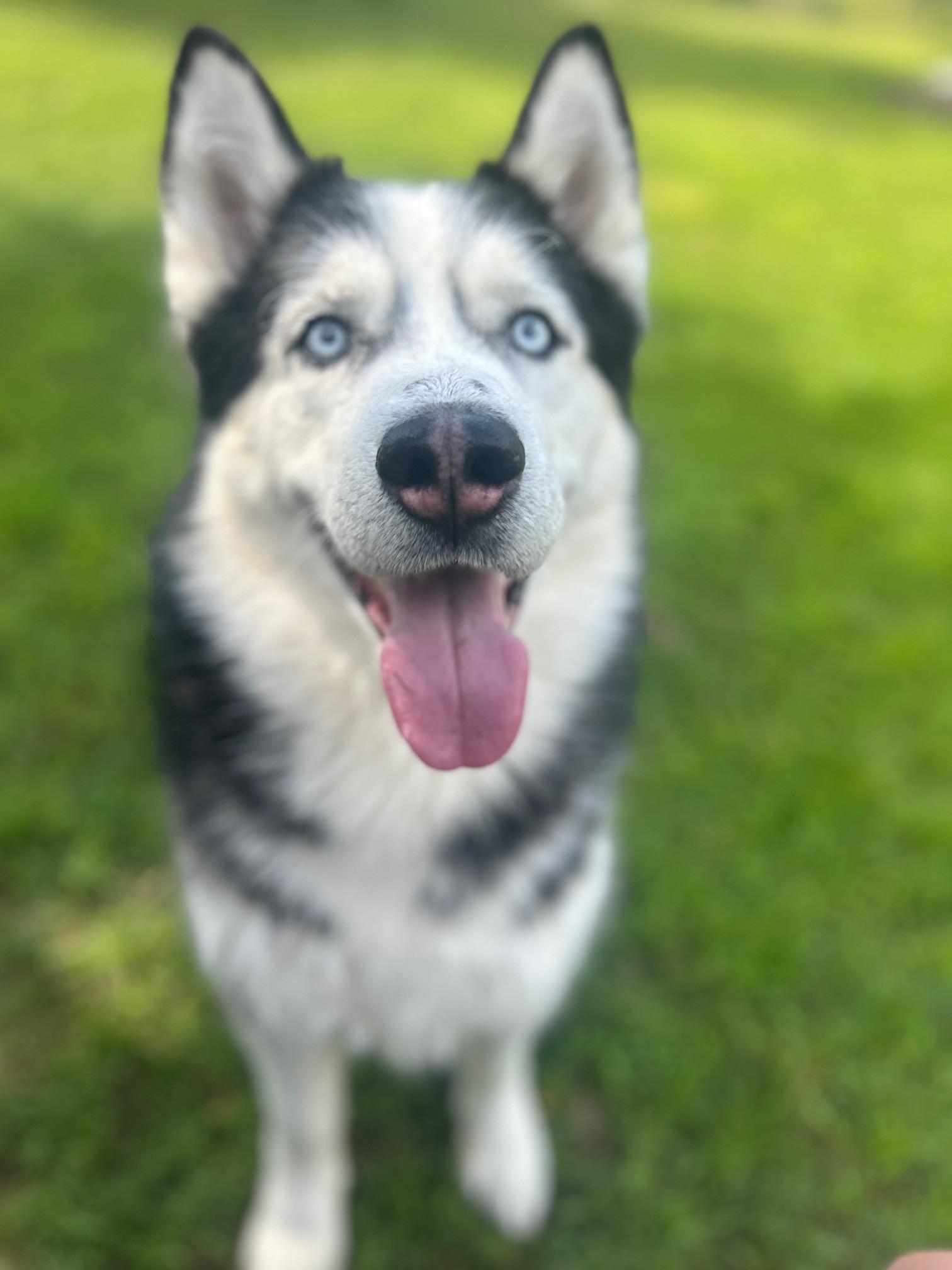 Enlarge Jackson, a Adoptable Husky in Lincoln, RI image 1/6