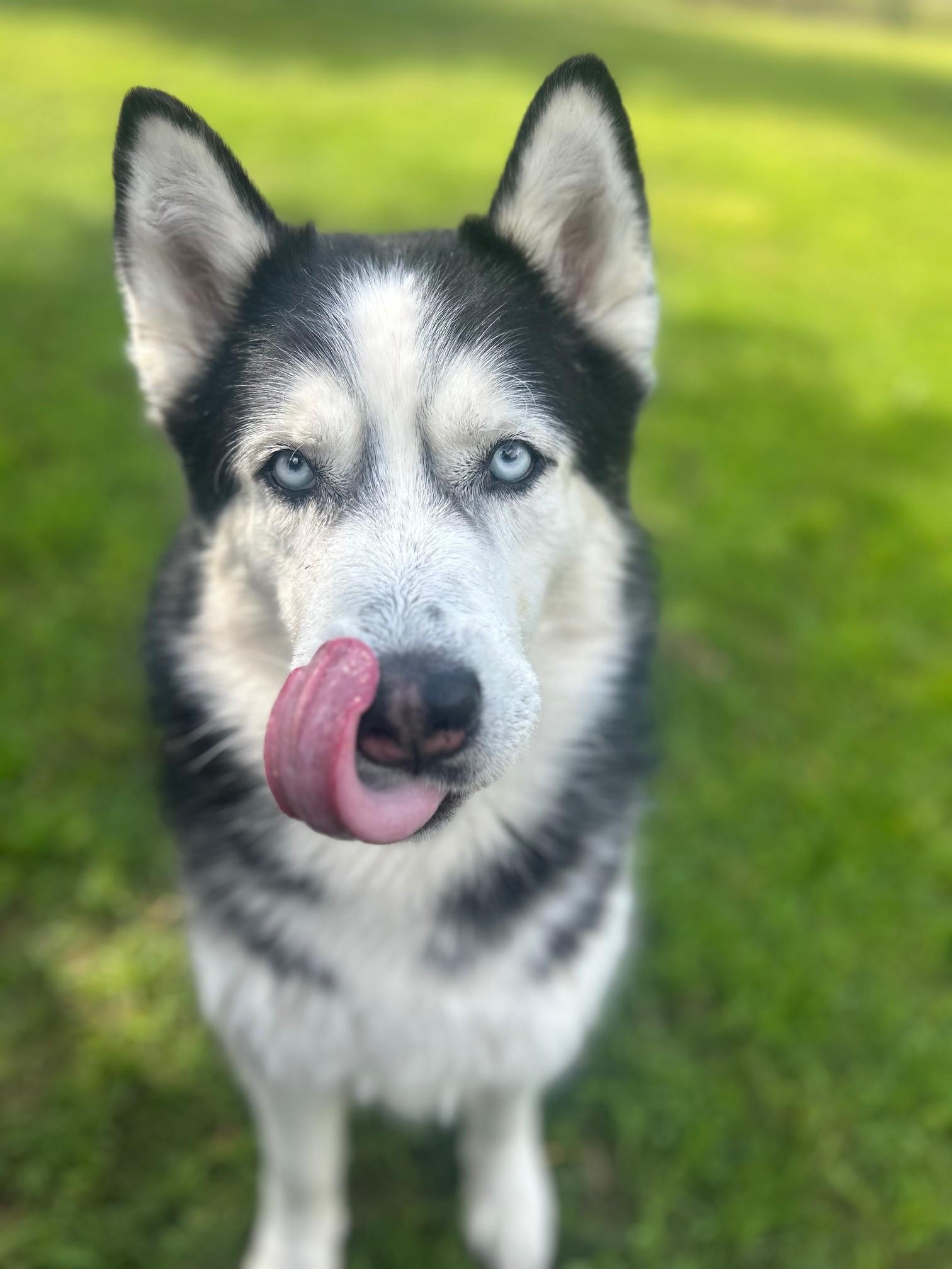 Enlarge Jackson, a Adoptable Husky in Lincoln, RI image 5/6