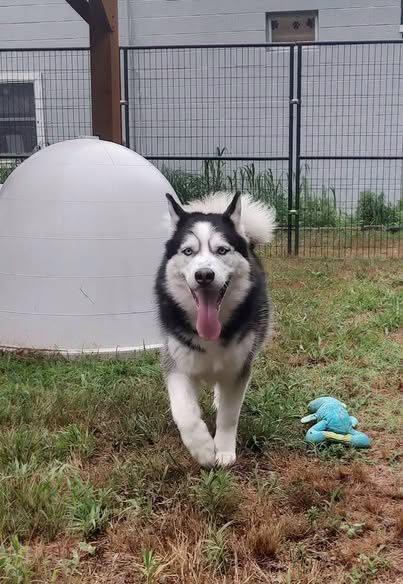 Enlarge Jackson, a Adoptable Husky in Lincoln, RI image 3/6