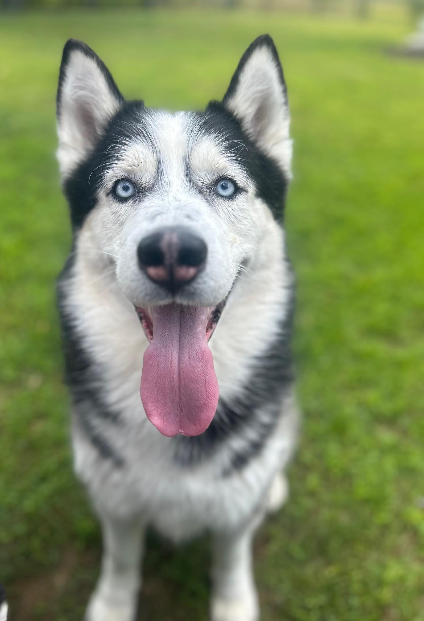 Enlarge Jackson, a Adoptable Husky in Lincoln, RI image 6/6