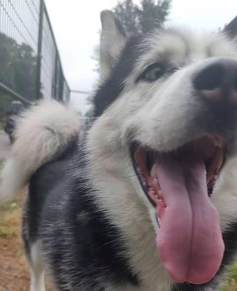 Enlarge Jackson, a Adoptable Husky in Lincoln, RI image 2/6