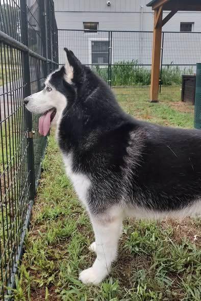 Enlarge Jackson, a Adoptable Husky in Lincoln, RI image 4/6