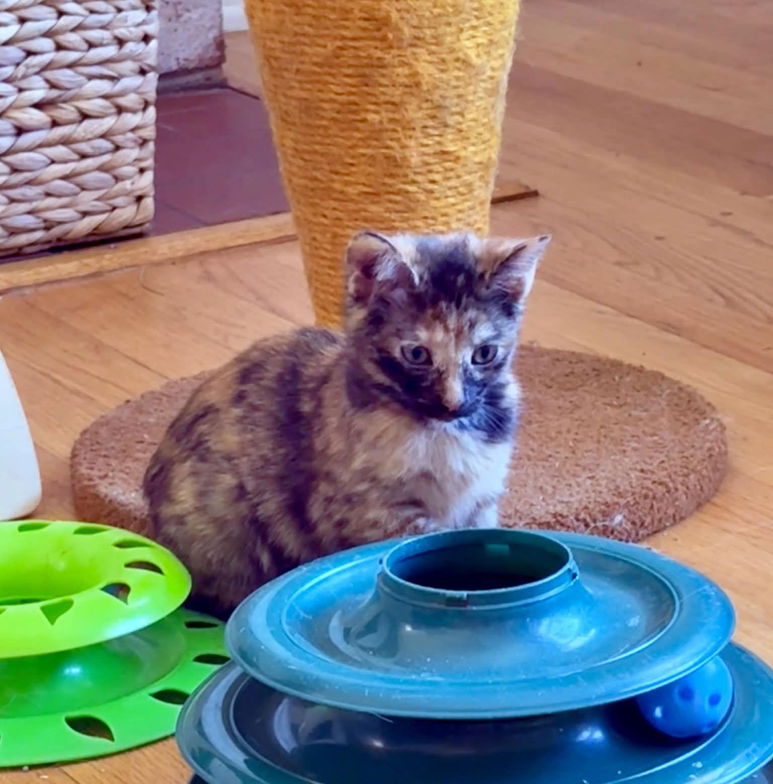 Enlarge *Nutmeg, a Adopted Domestic Short Hair in Forest, VA image 1/3