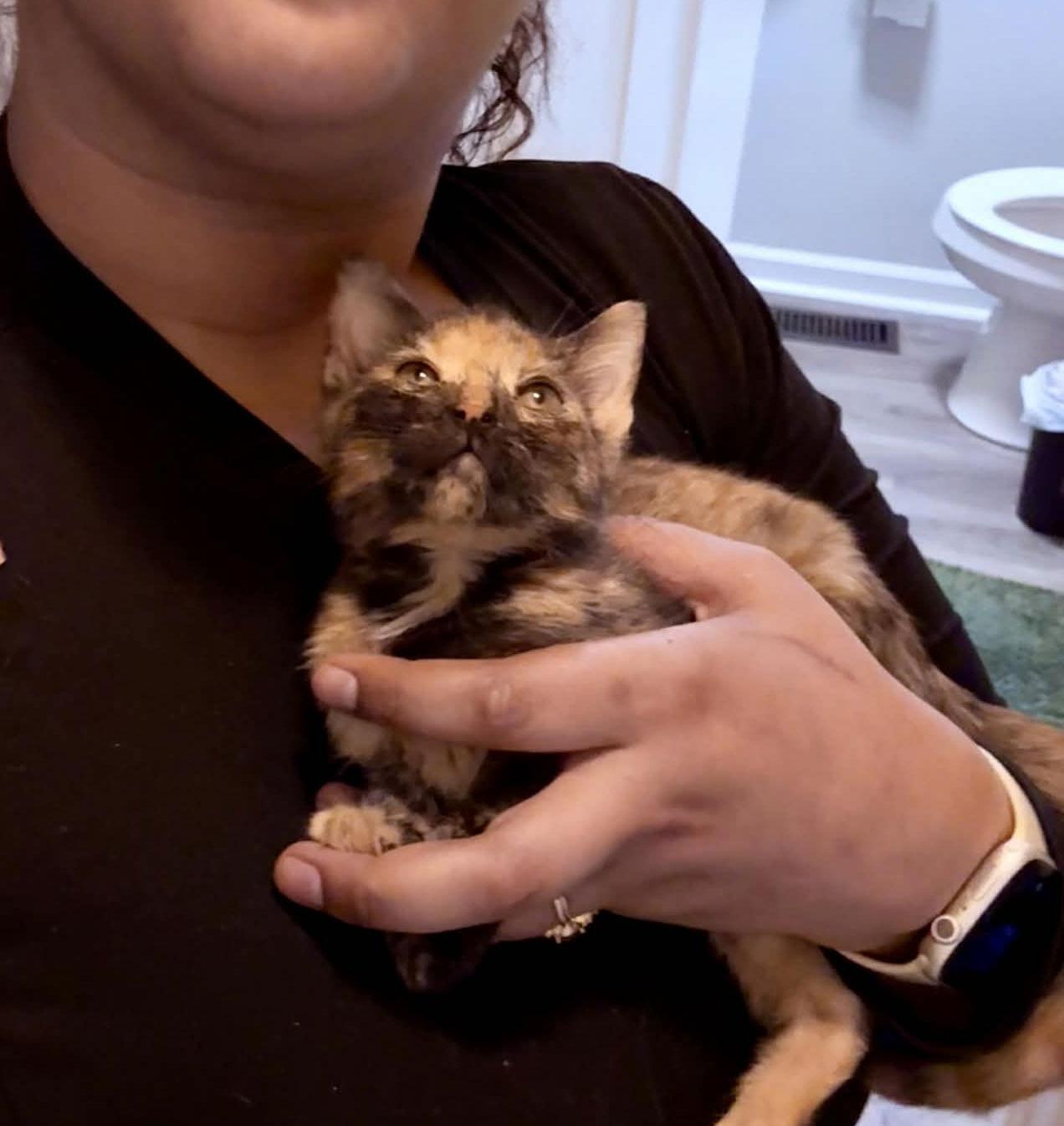 Enlarge *Nutmeg, a Adopted Domestic Short Hair in Forest, VA image 2/3