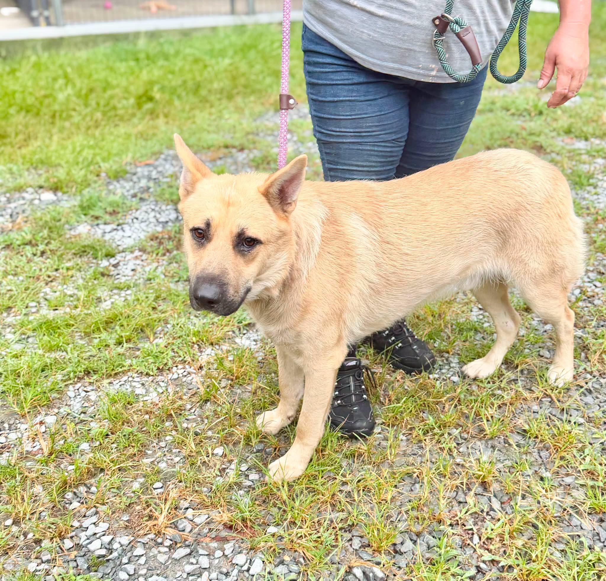 Big Guy, ADOPTABLE, Adult Male German Shepherd Dog.