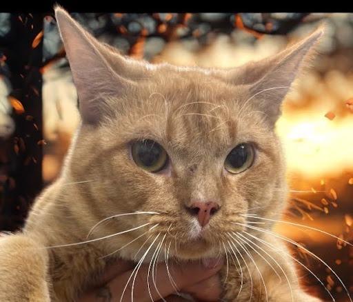 Garfield, Adoptable, Adult Male Domestic Short Hair.