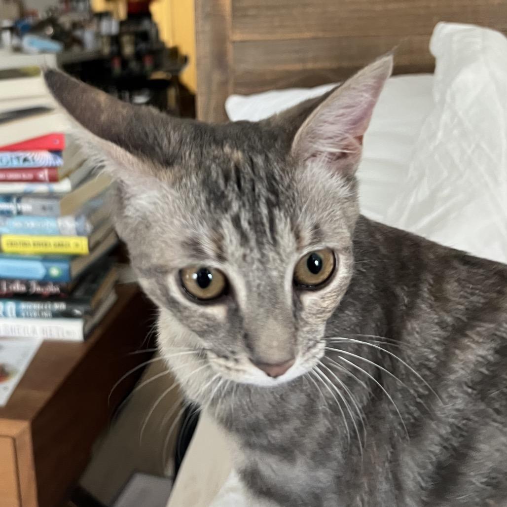 Sok, Adoptable, Young Female Domestic Short Hair.
