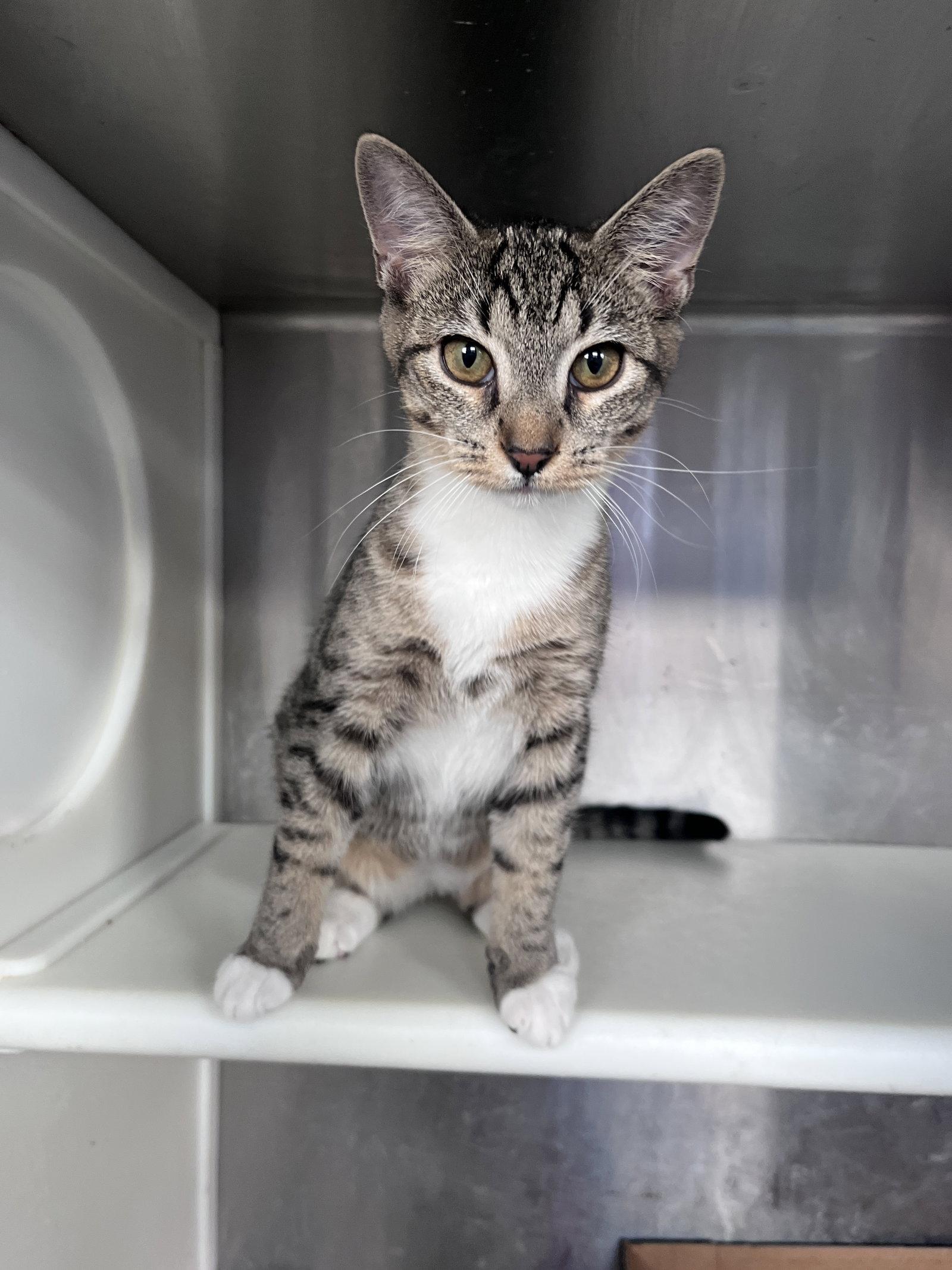 Enlarge Harrison, a Adoptable mixed breed in Carrollton, GA image 2/3