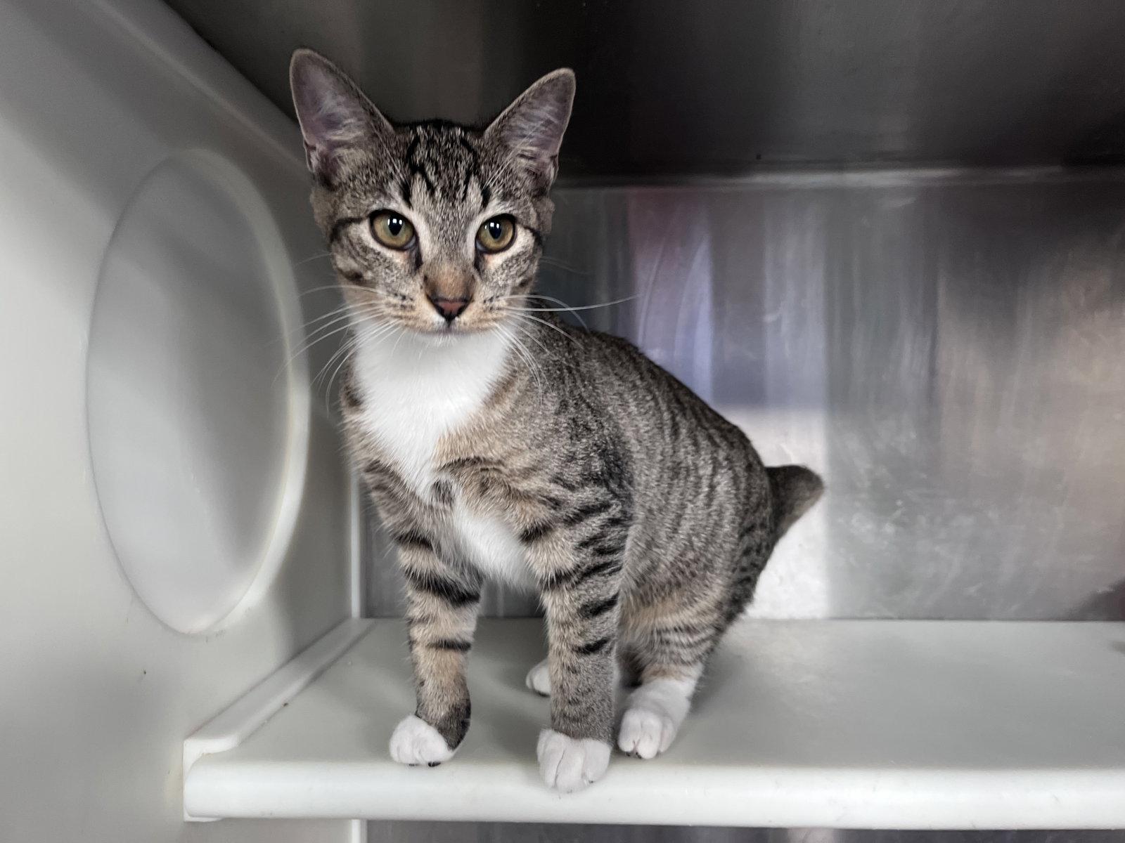 Enlarge Harrison, a Adoptable mixed breed in Carrollton, GA image 3/3