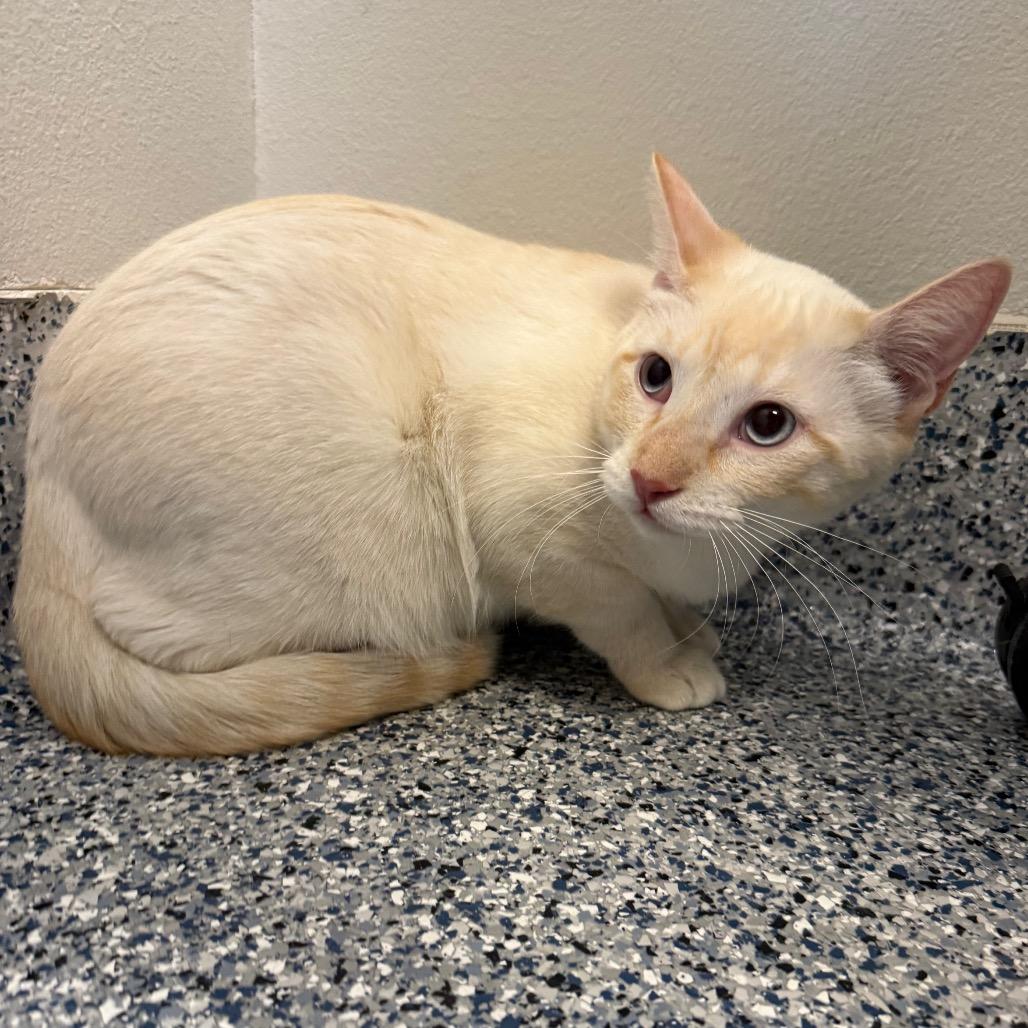 Merlin, Adoptable, Young Male Domestic Short Hair.