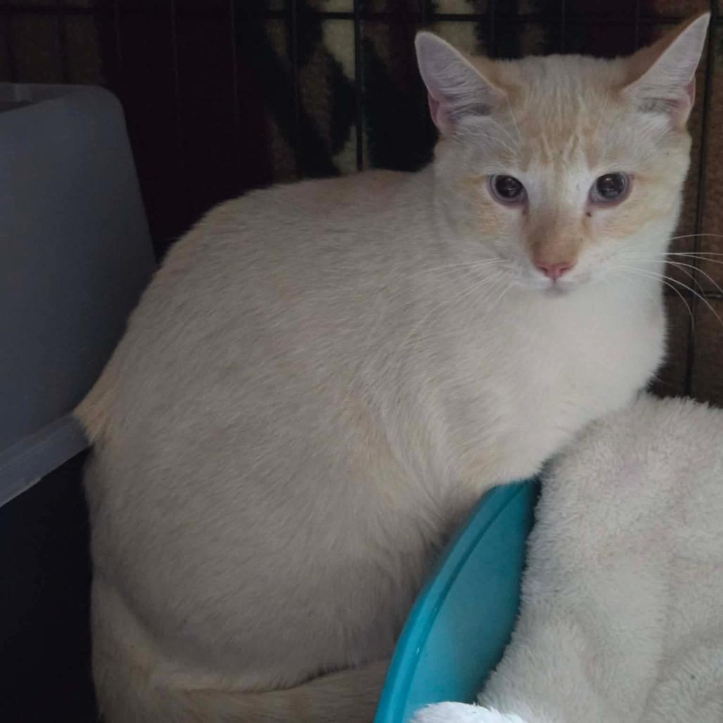 Enlarge Merlin, a Adoptable Domestic Short Hair in Great Falls, MT image 2/3