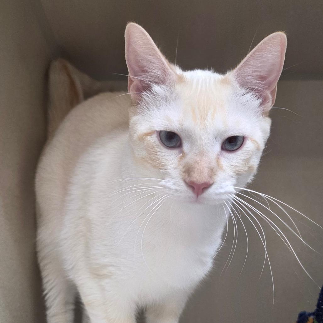 Enlarge Merlin, a Adoptable Domestic Short Hair in Great Falls, MT image 3/3