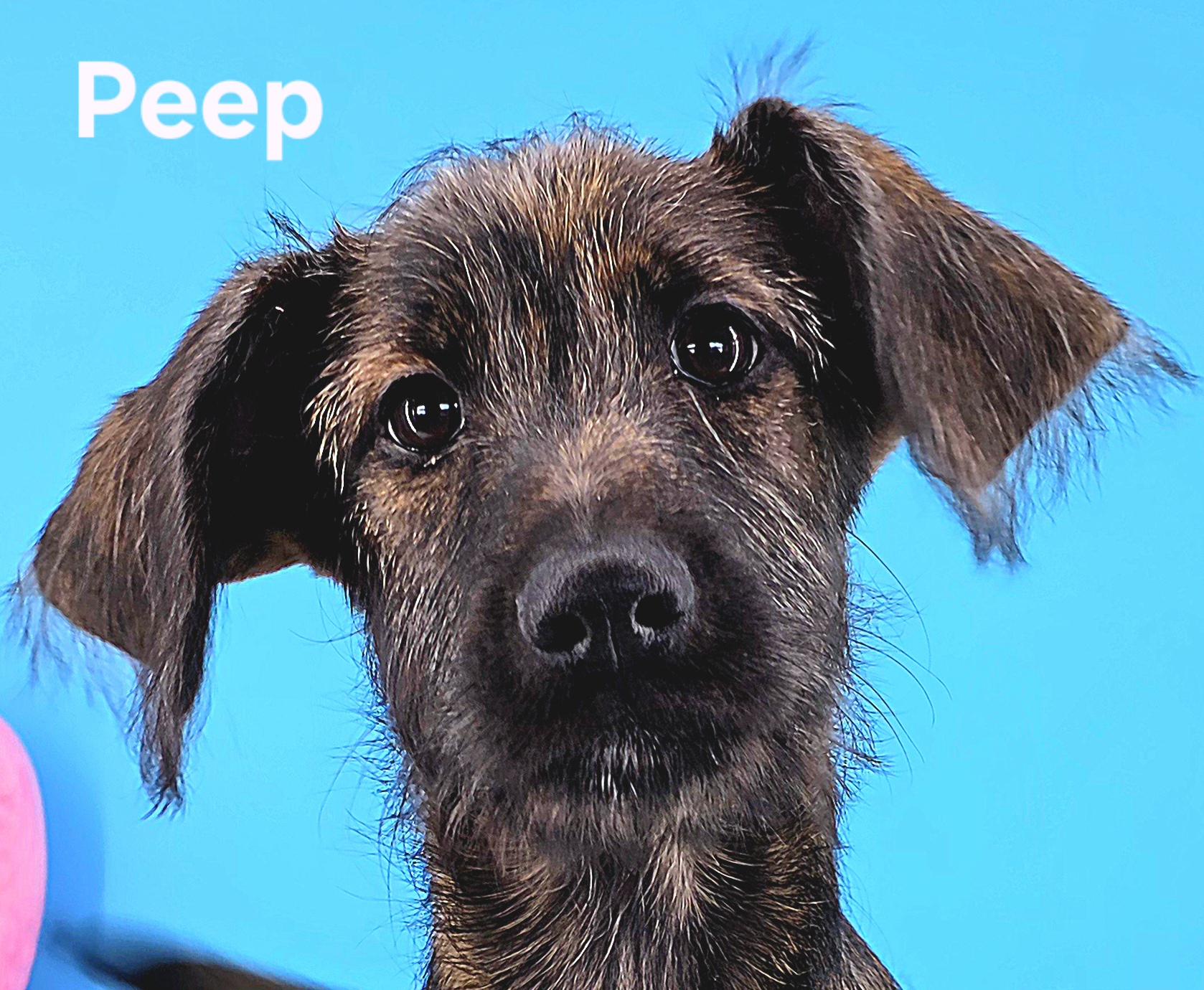 Enlarge Peep, an adopted mixed breed in Knoxville, TN image 3/6