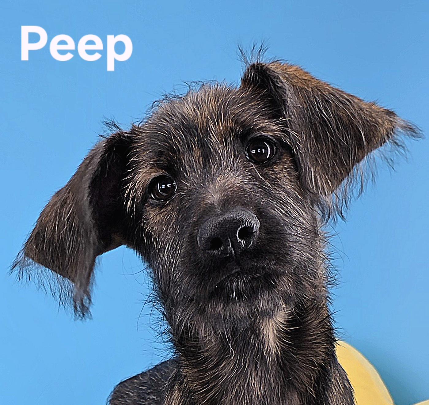 Enlarge Peep, an adopted mixed breed in Knoxville, TN image 1/6