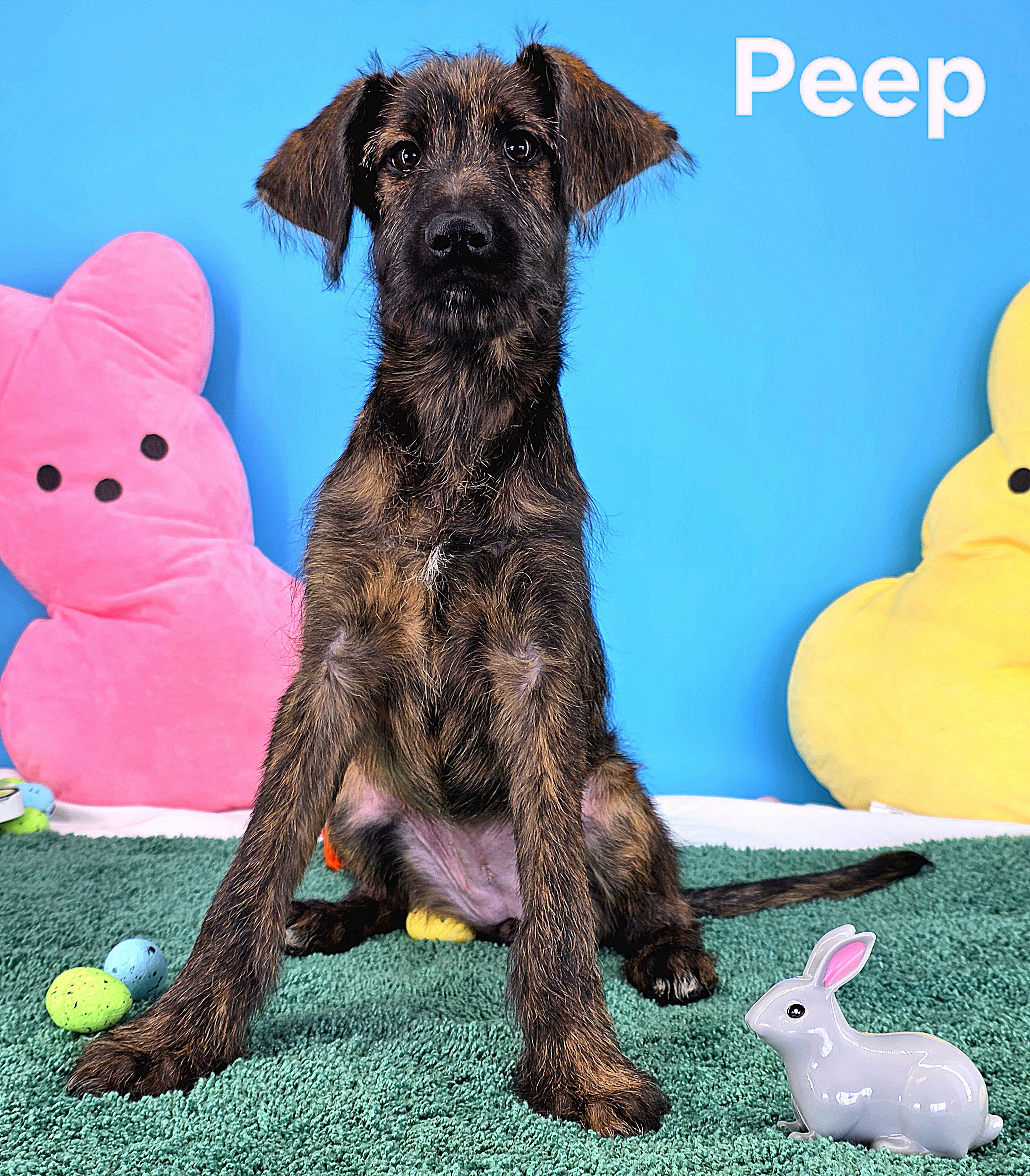 Enlarge Peep, an adopted mixed breed in Knoxville, TN image 6/6