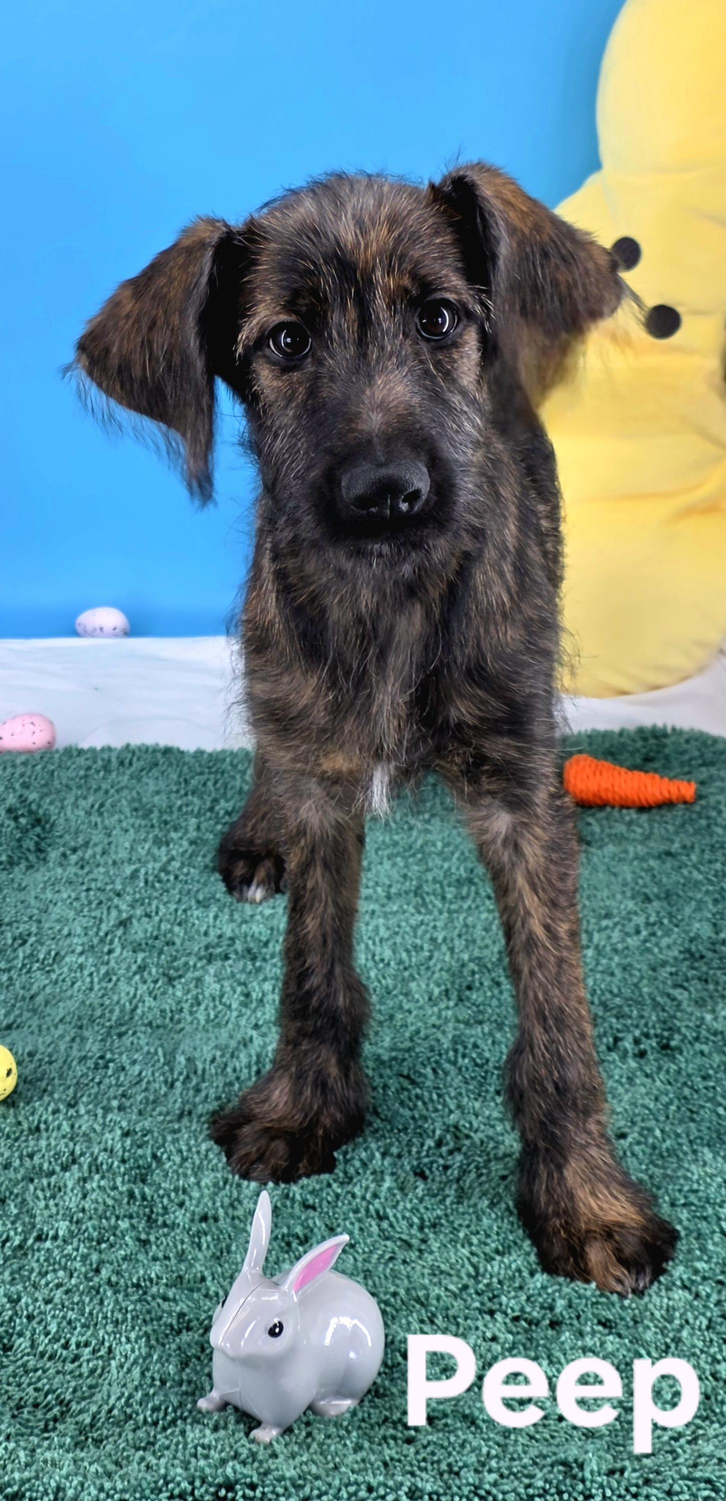 Enlarge Peep, an adopted mixed breed in Knoxville, TN image 4/6