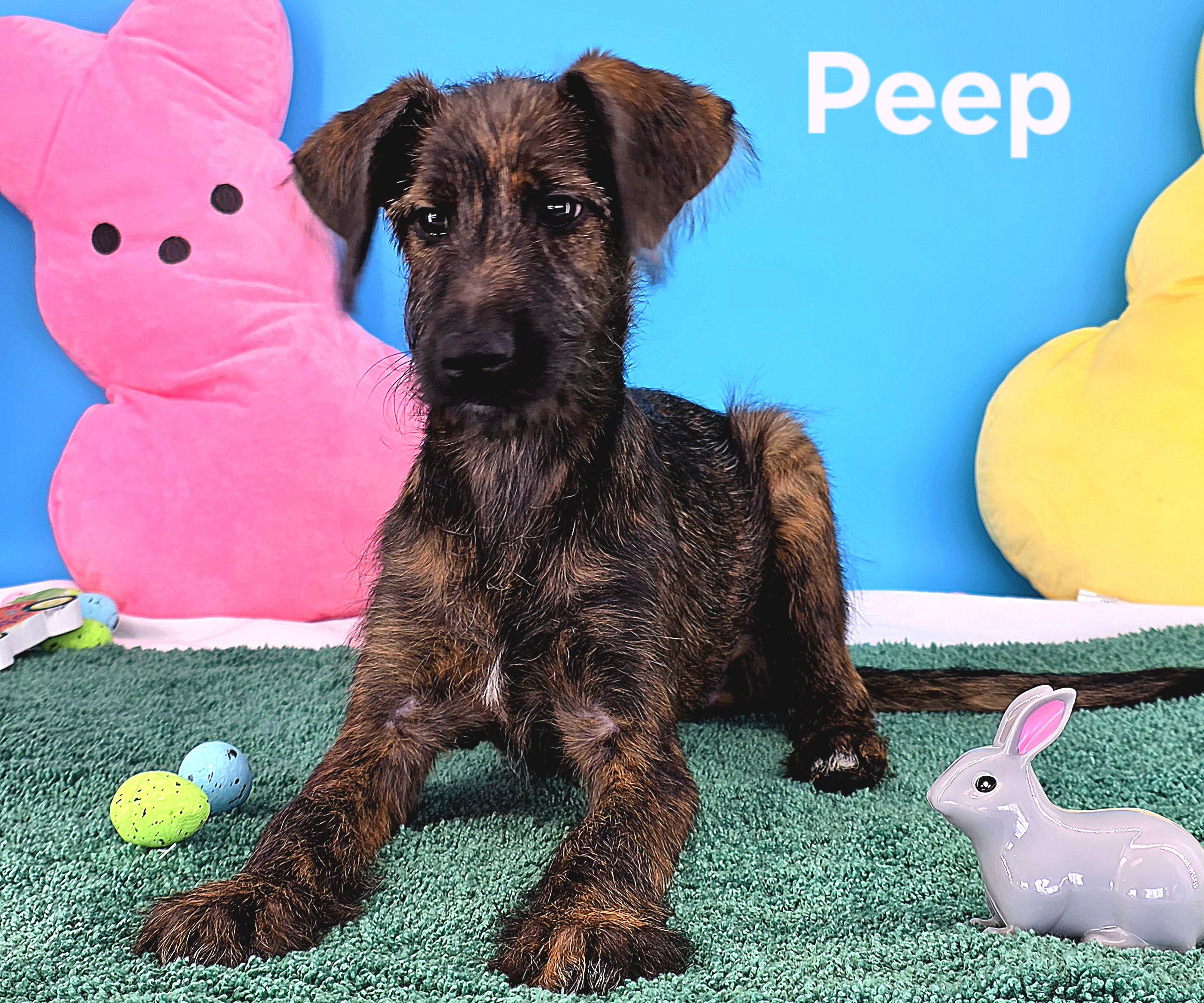 Enlarge Peep, an adopted mixed breed in Knoxville, TN image 2/6