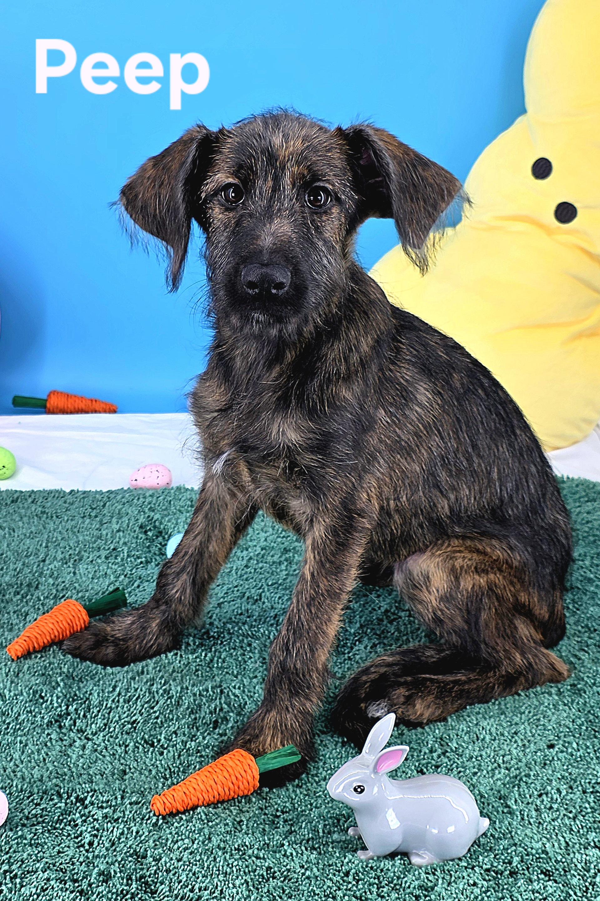 Enlarge Peep, an adopted mixed breed in Knoxville, TN image 5/6