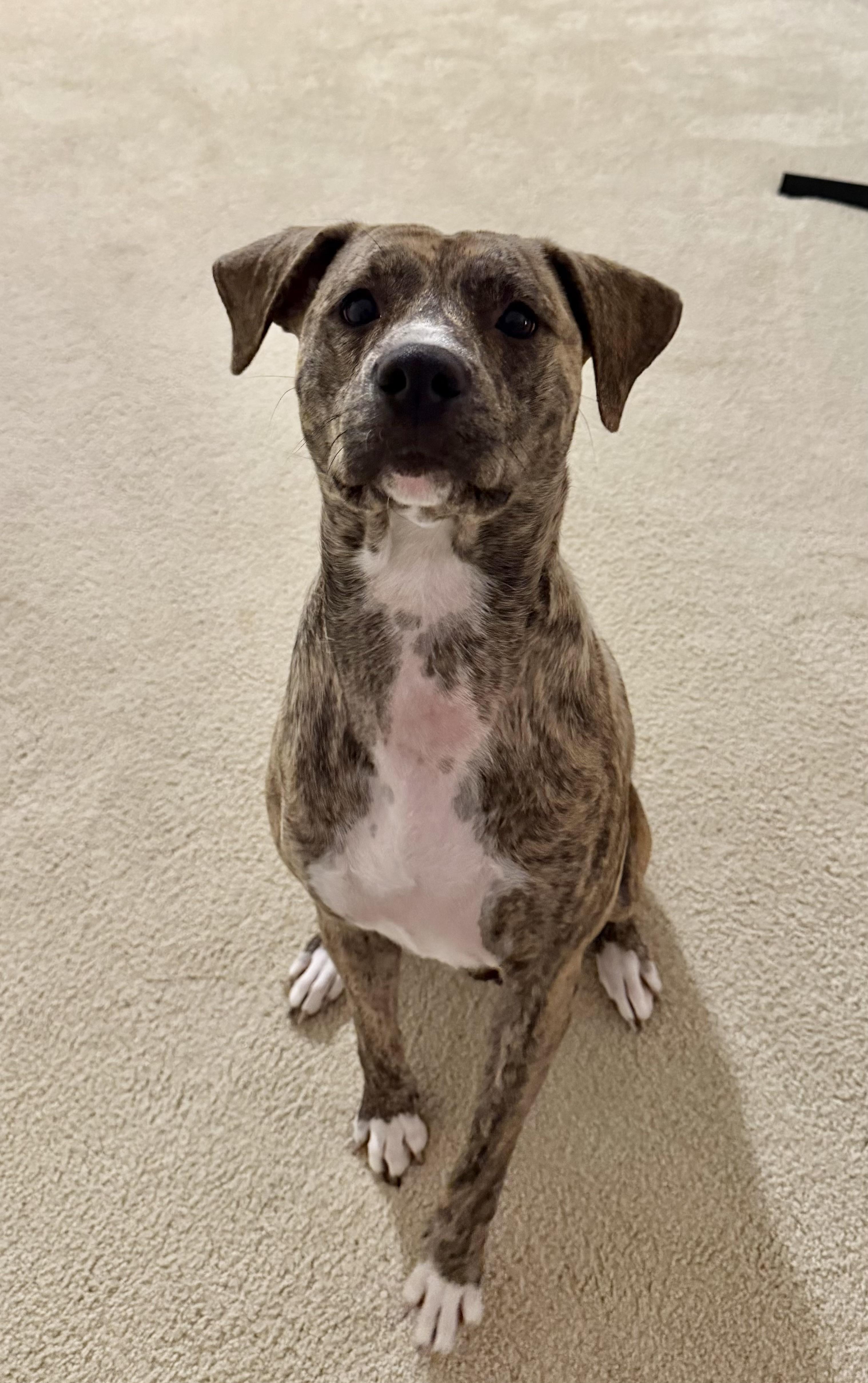 Lilah, Adoptable, Young Female Black Mouth Cur.