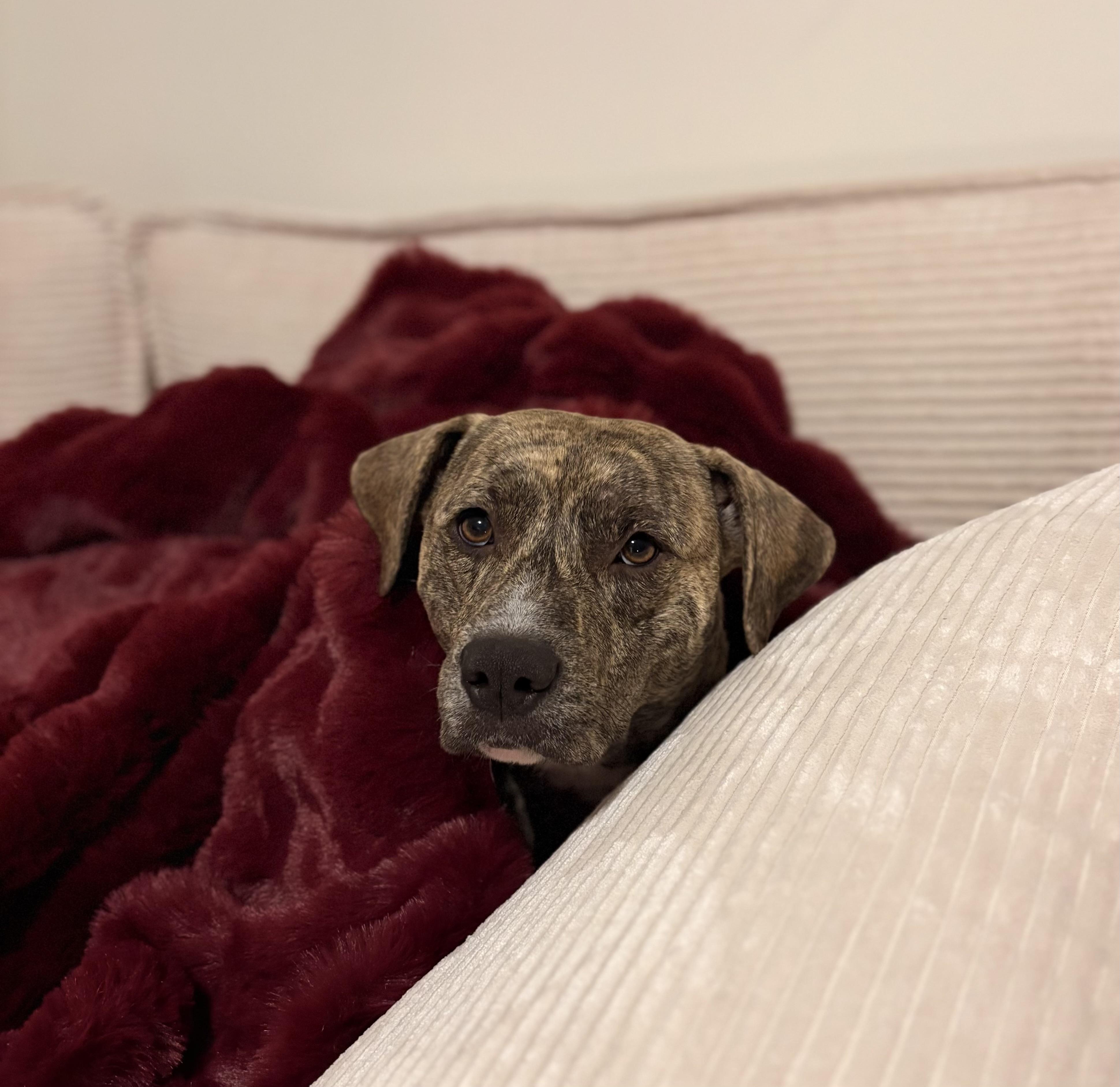 Enlarge Lilah, a Adoptable Black Mouth Cur in Union Grove, WI image 4/6