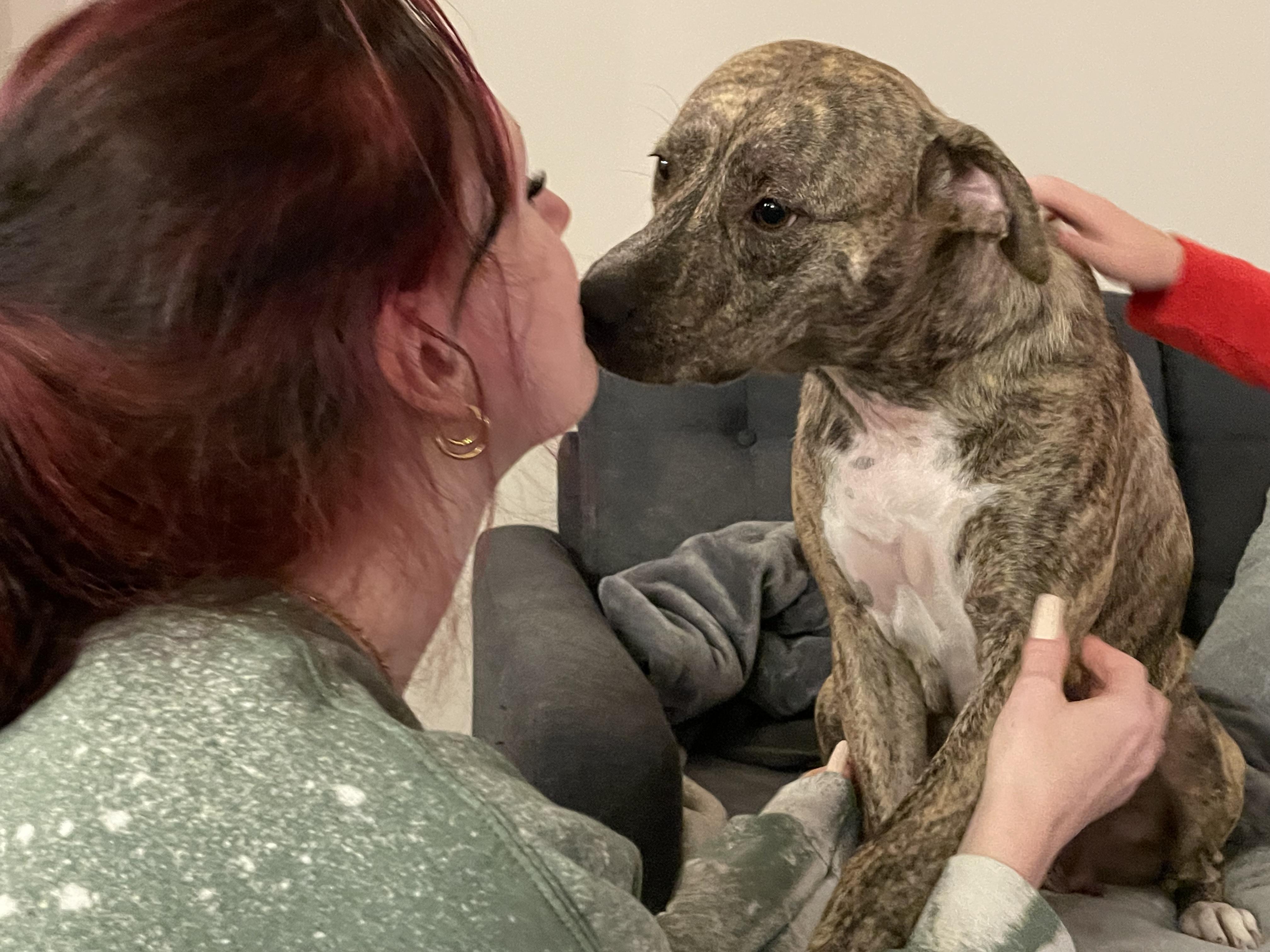 Enlarge Lilah, a Adoptable Black Mouth Cur in Union Grove, WI image 6/6