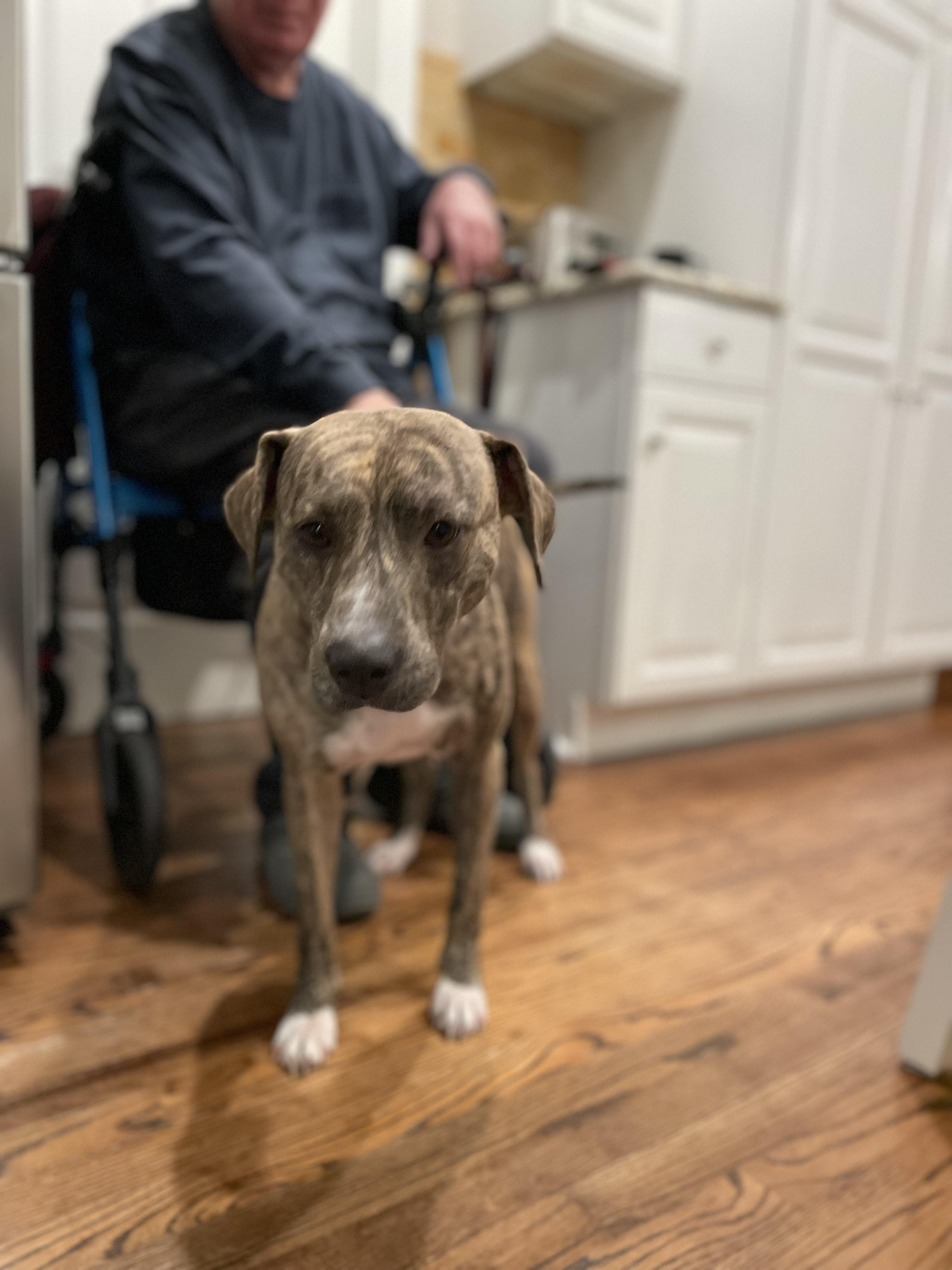 Enlarge Lilah, a Adoptable Black Mouth Cur in Union Grove, WI image 3/6