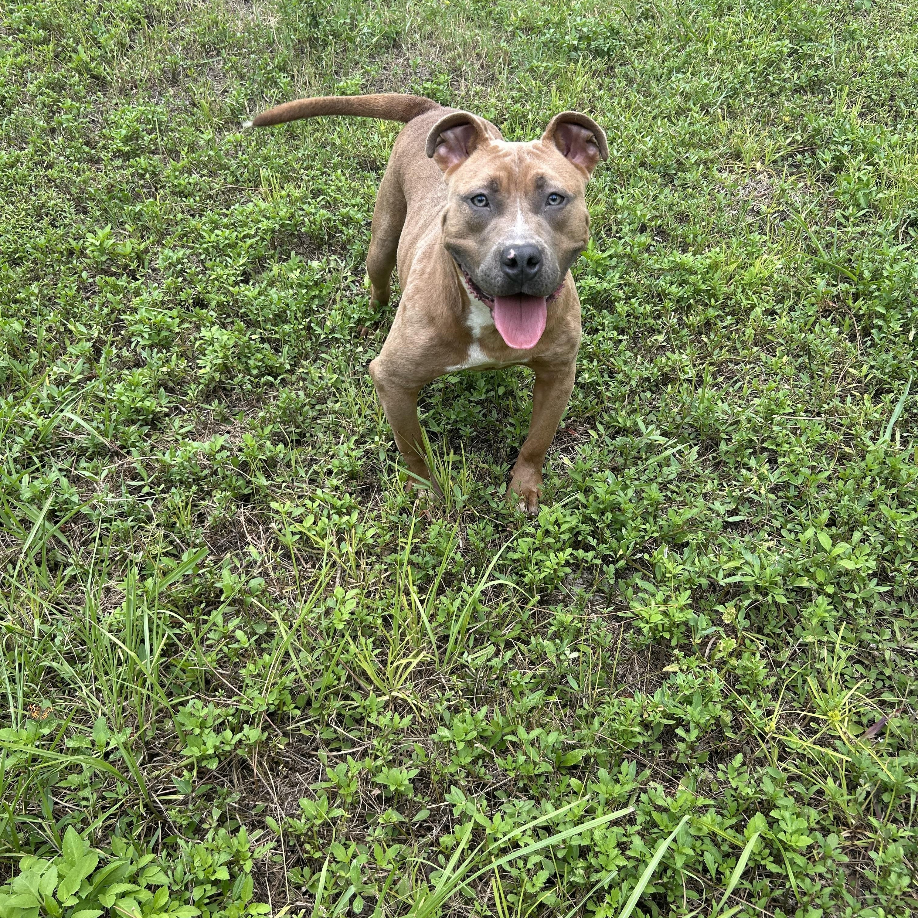 Enlarge Tank , a Adoptable mixed breed in Boca Raton, FL image 6/6