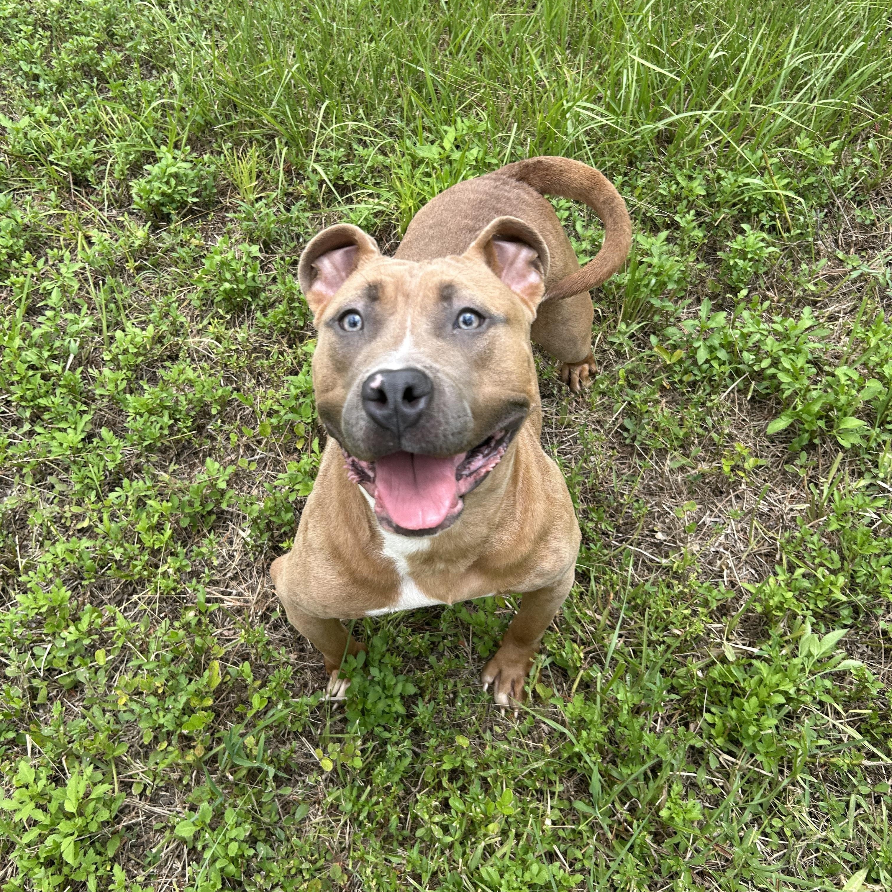 Enlarge Tank , a Adoptable mixed breed in Boca Raton, FL image 4/6