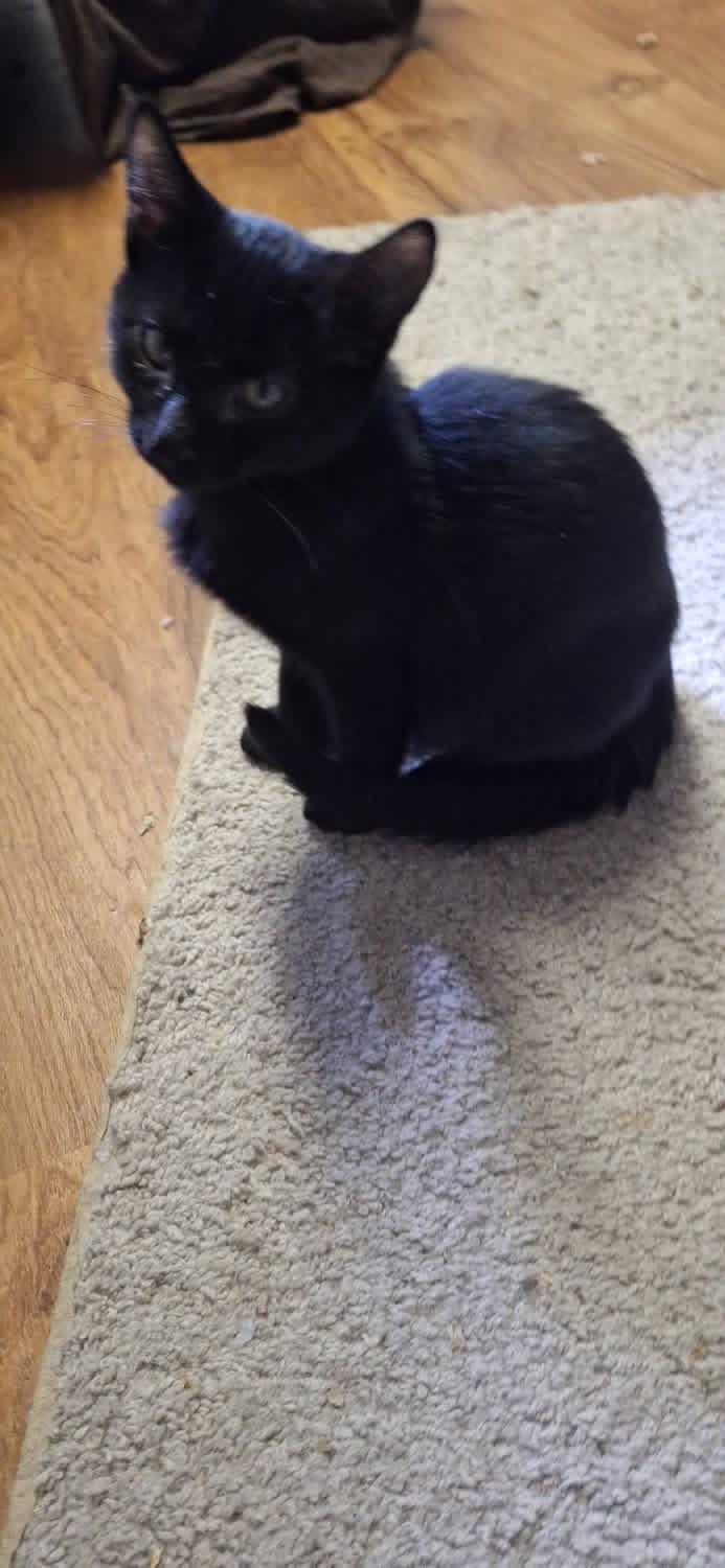 Enlarge Stowaway, a Adoptable Domestic Short Hair in Pocatello, ID image 1/2