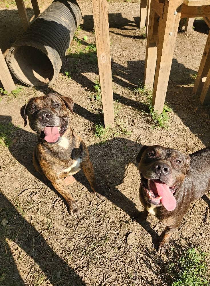 Bear, a Adoptable mixed breed in North Huntingdon, PA image 3/3