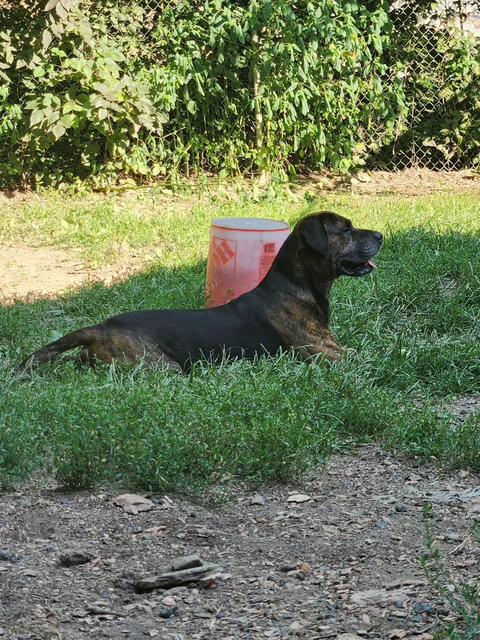Bear, a Adoptable mixed breed in North Huntingdon, PA image 2/3