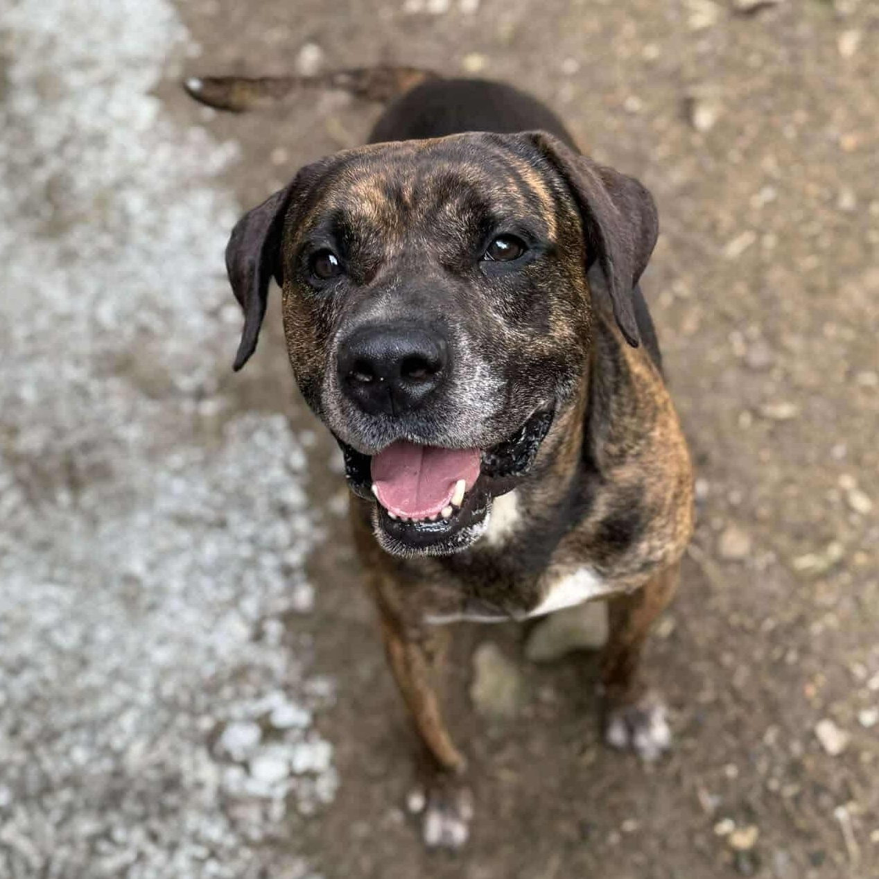 Bear, a Adoptable mixed breed in North Huntingdon, PA image 1/3