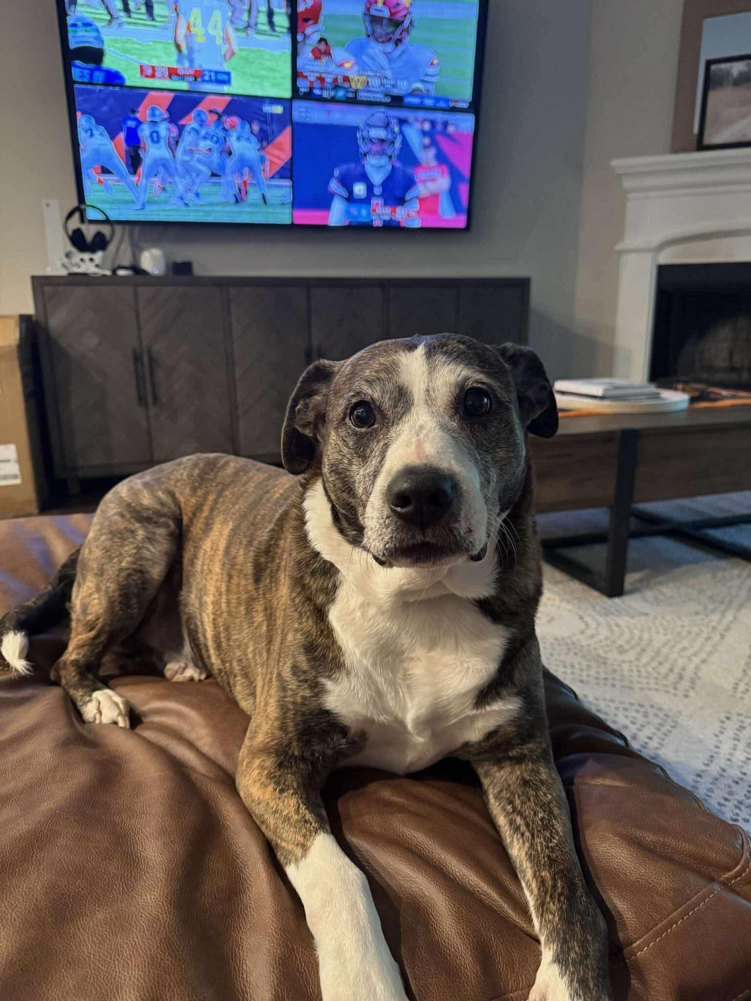 Cesar, Adoptable, Senior Male Boxer.