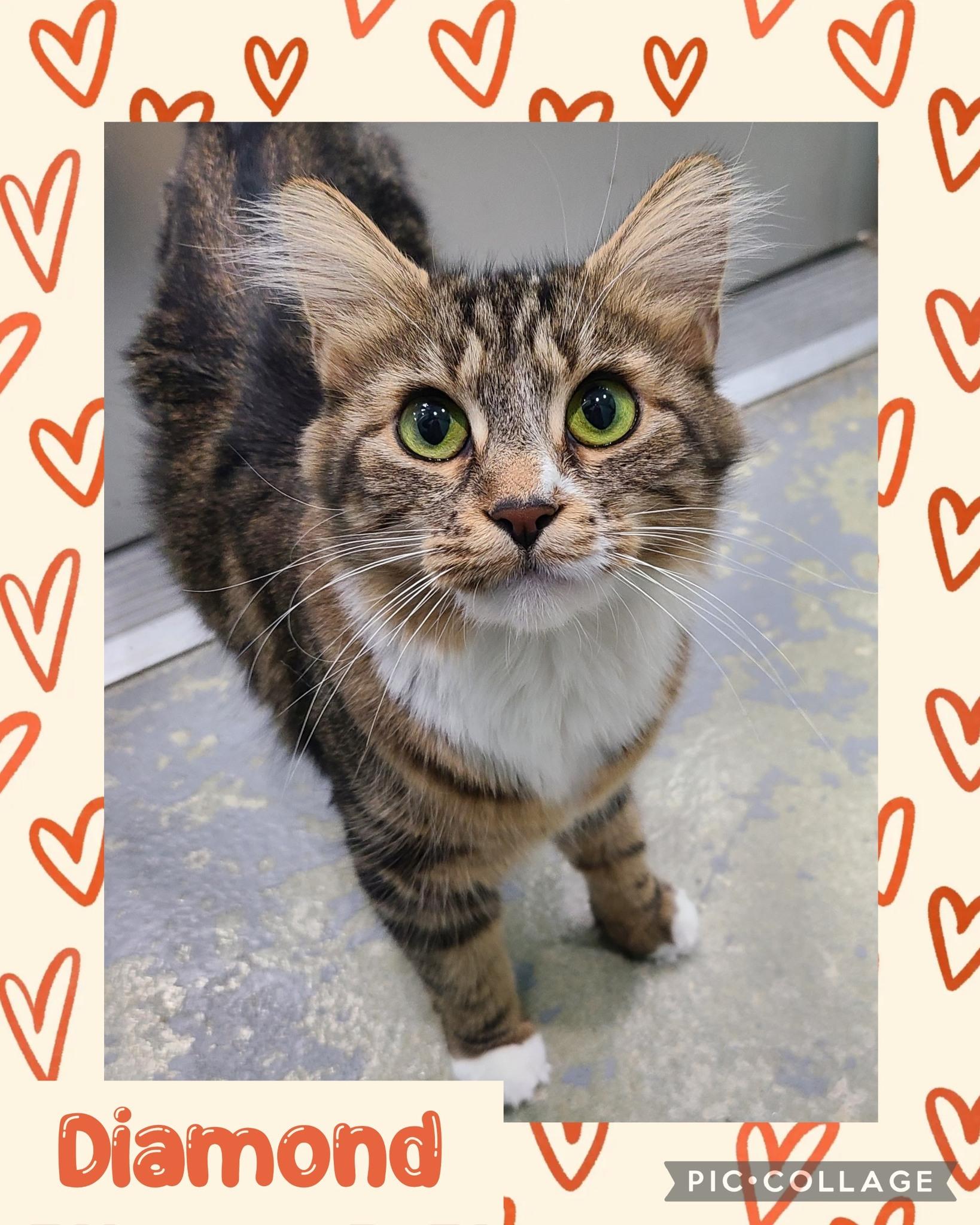 Enlarge Diamond, a ADOPTABLE Domestic Long Hair in Iron River, MI image 1/1