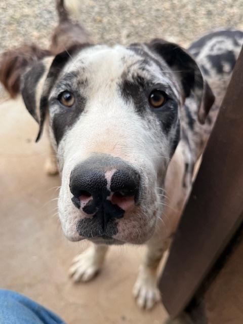 Yonkers, Adoptable, Young Male Great Dane.