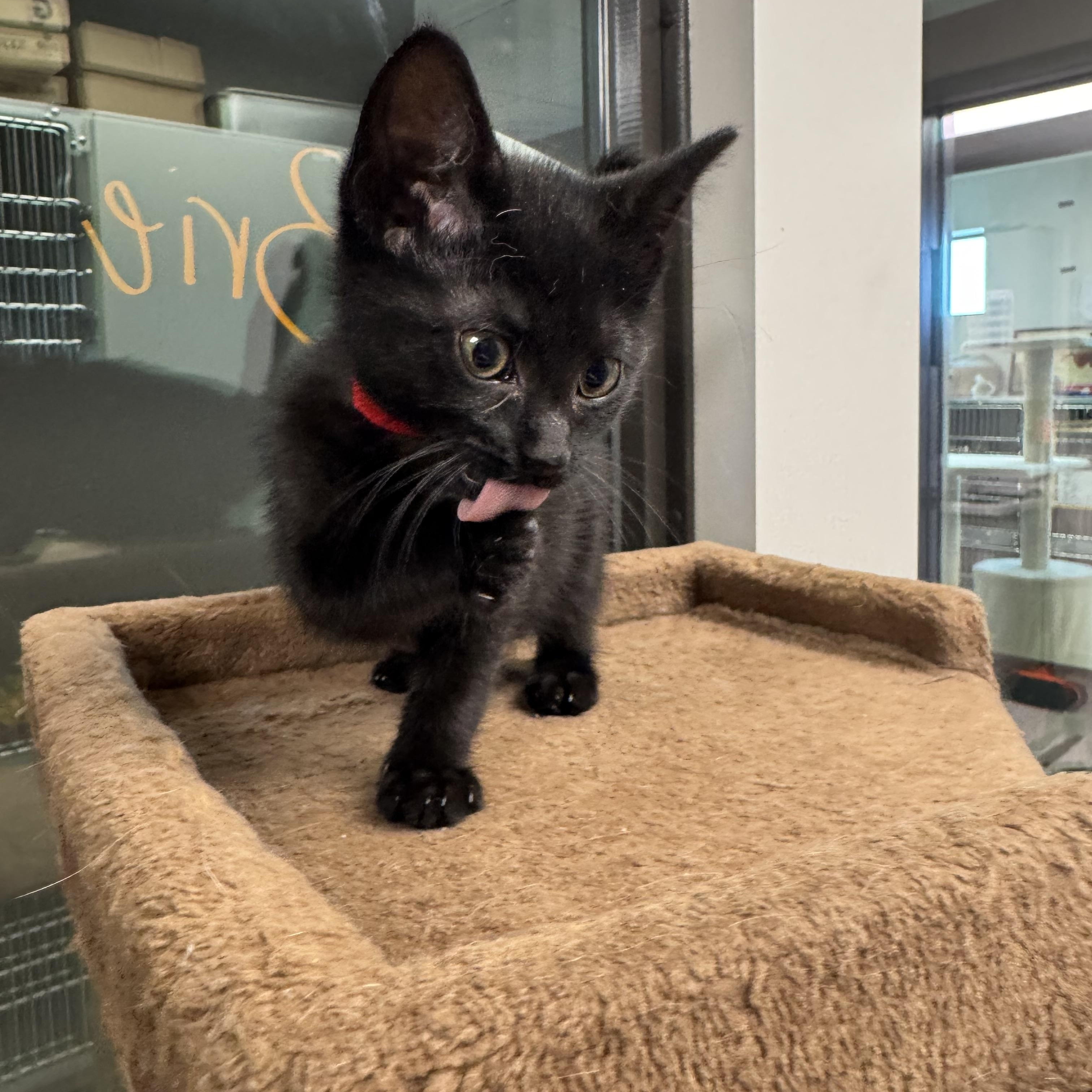 Charity, a Adoptable Domestic Short Hair in Liberty, MO image 3/6