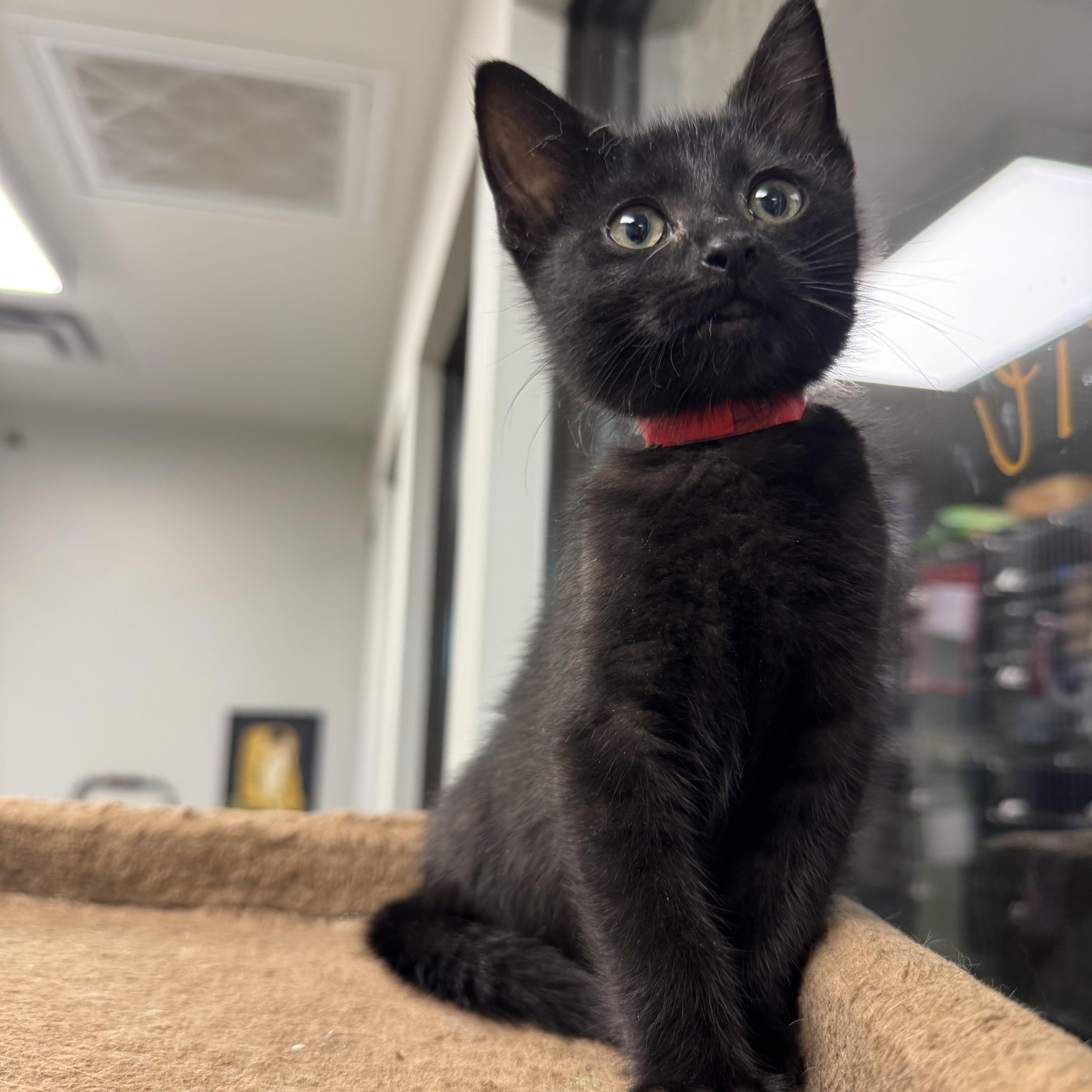 Charity, Adoptable, Kitten Female Domestic Short Hair.
