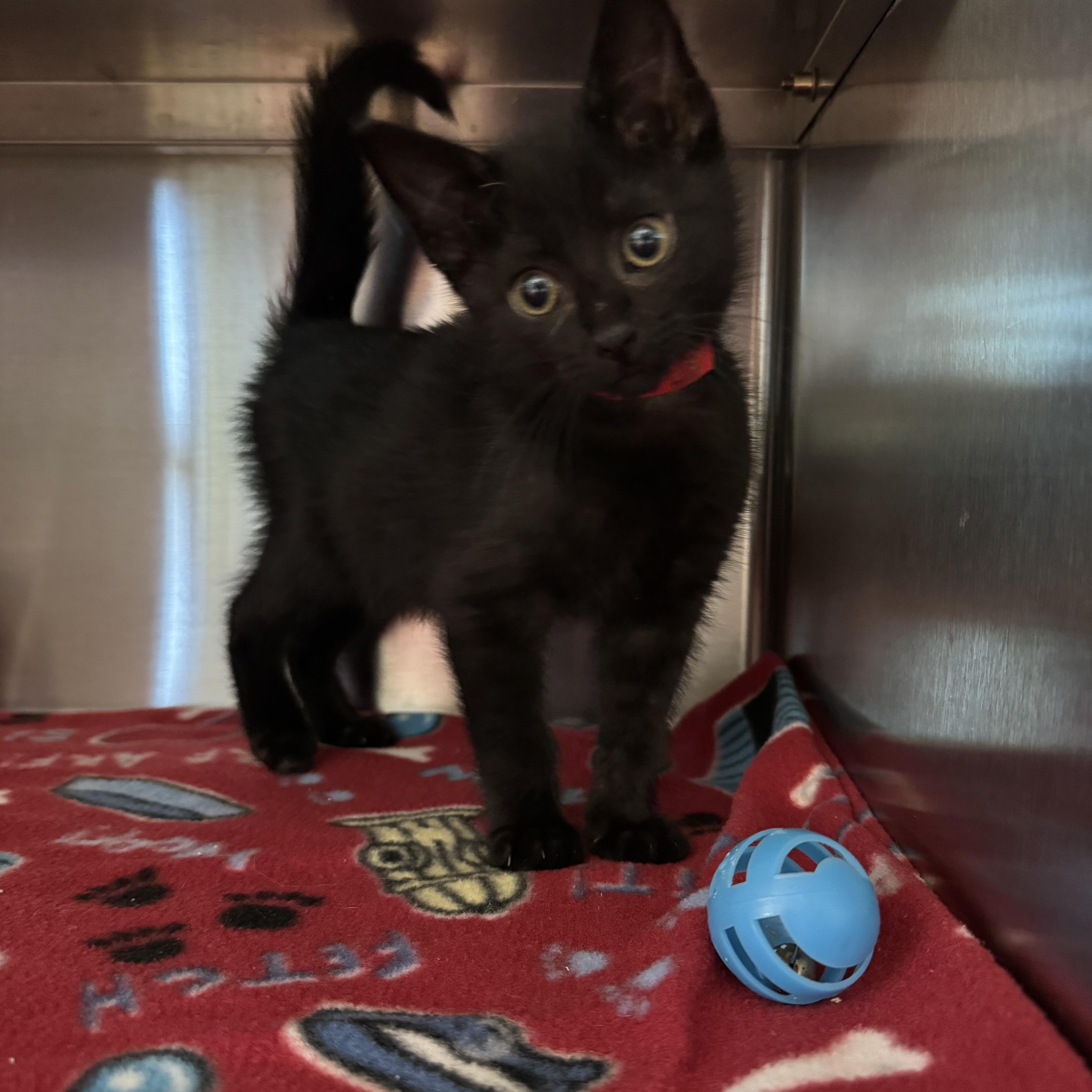 Charity, a Adoptable Domestic Short Hair in Liberty, MO image 5/6