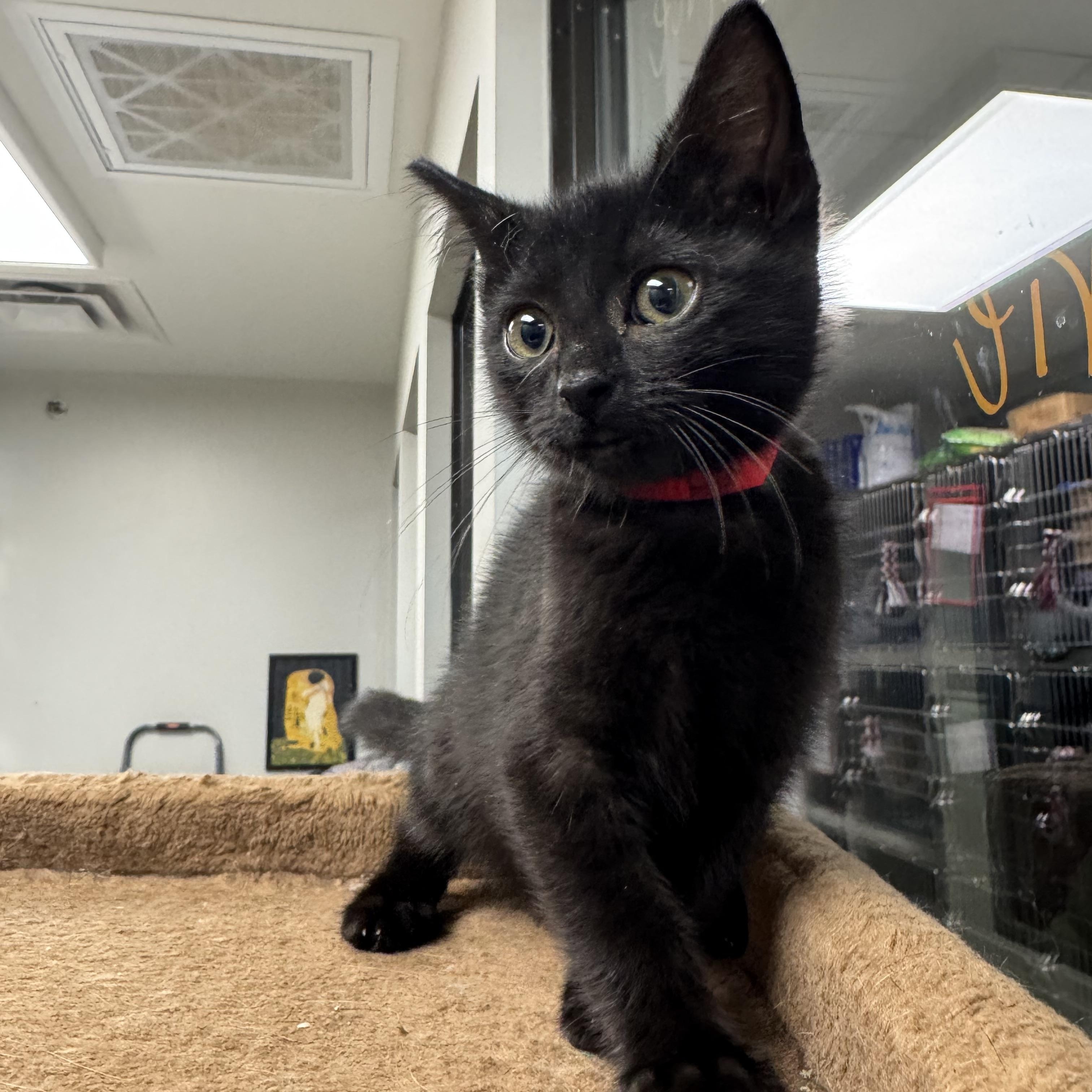 Charity, a Adoptable Domestic Short Hair in Liberty, MO image 4/6