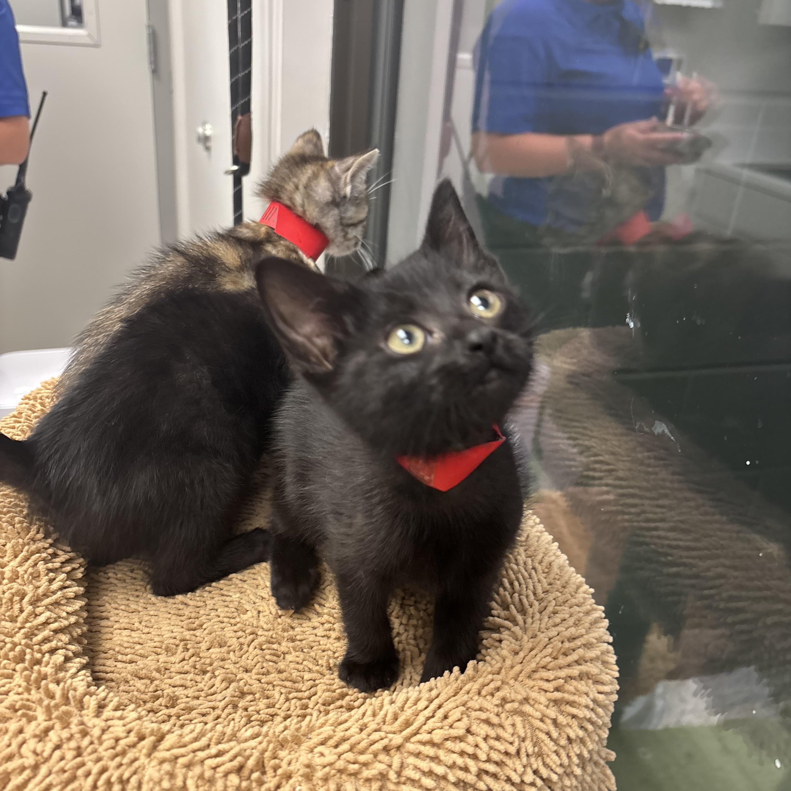 Charity, a Adoptable Domestic Short Hair in Liberty, MO image 6/6