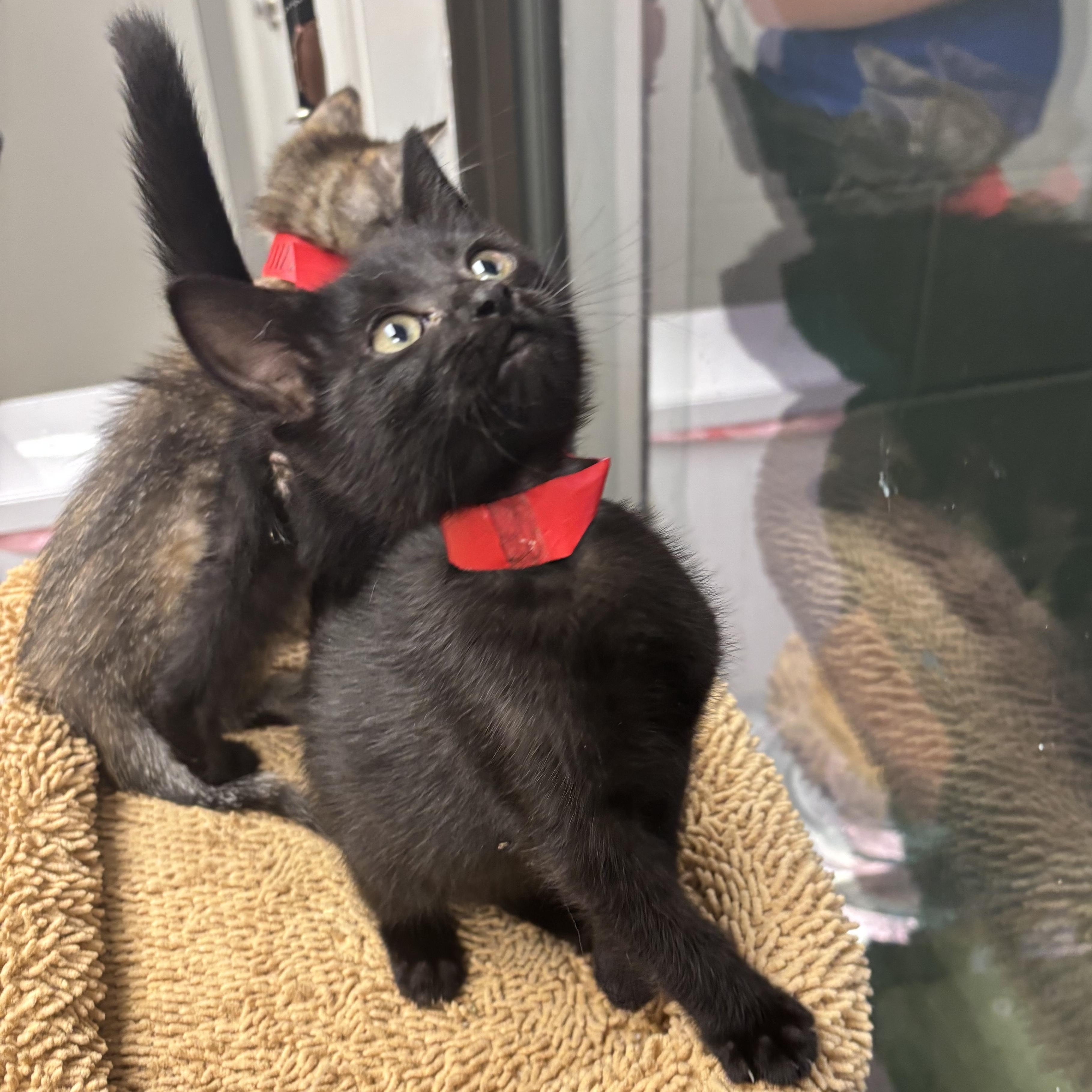 Charity, a Adoptable Domestic Short Hair in Liberty, MO image 2/6
