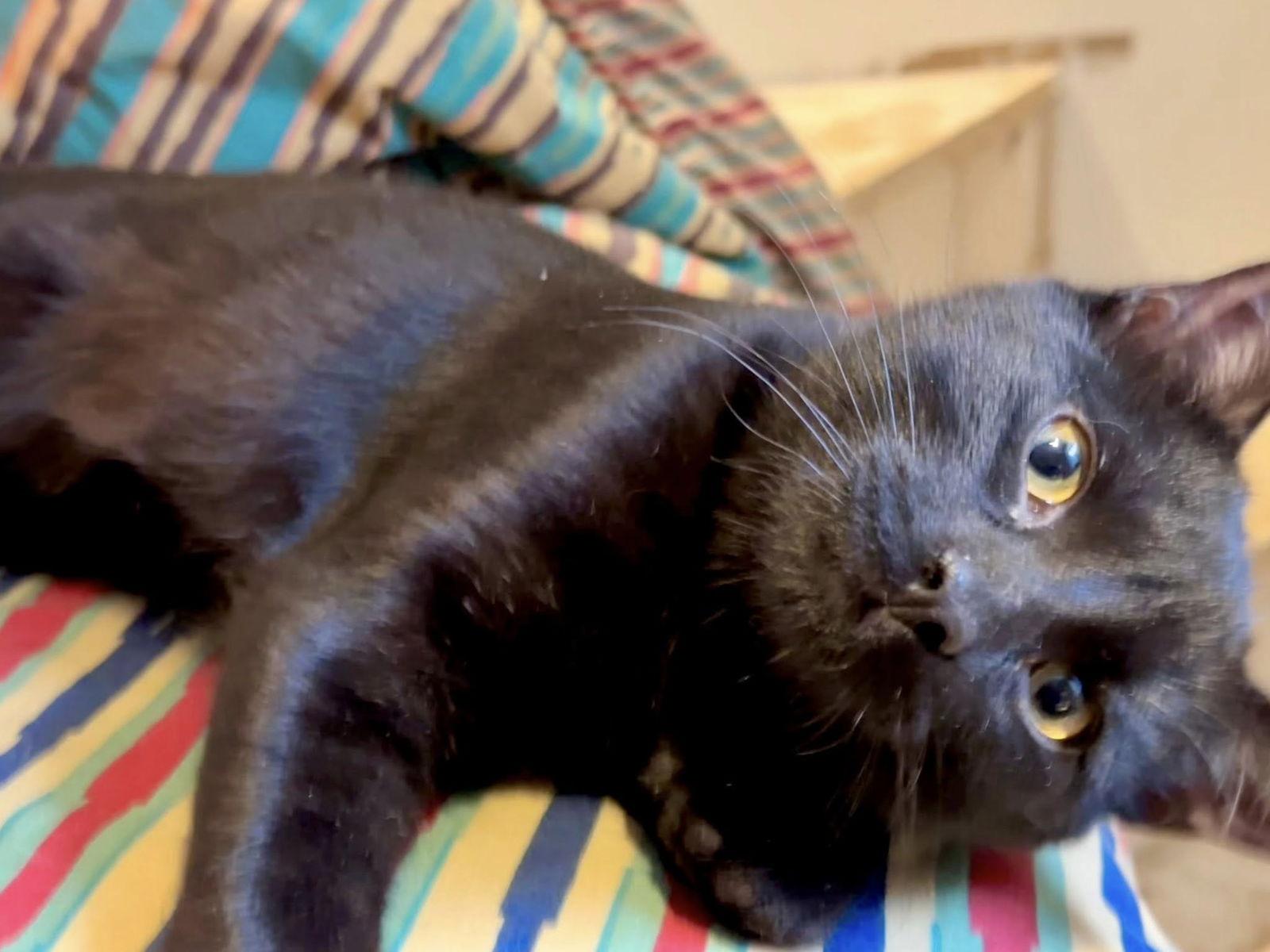 Enlarge Primo, a Adoptable Domestic Short Hair in Orleans, ON image 1/3