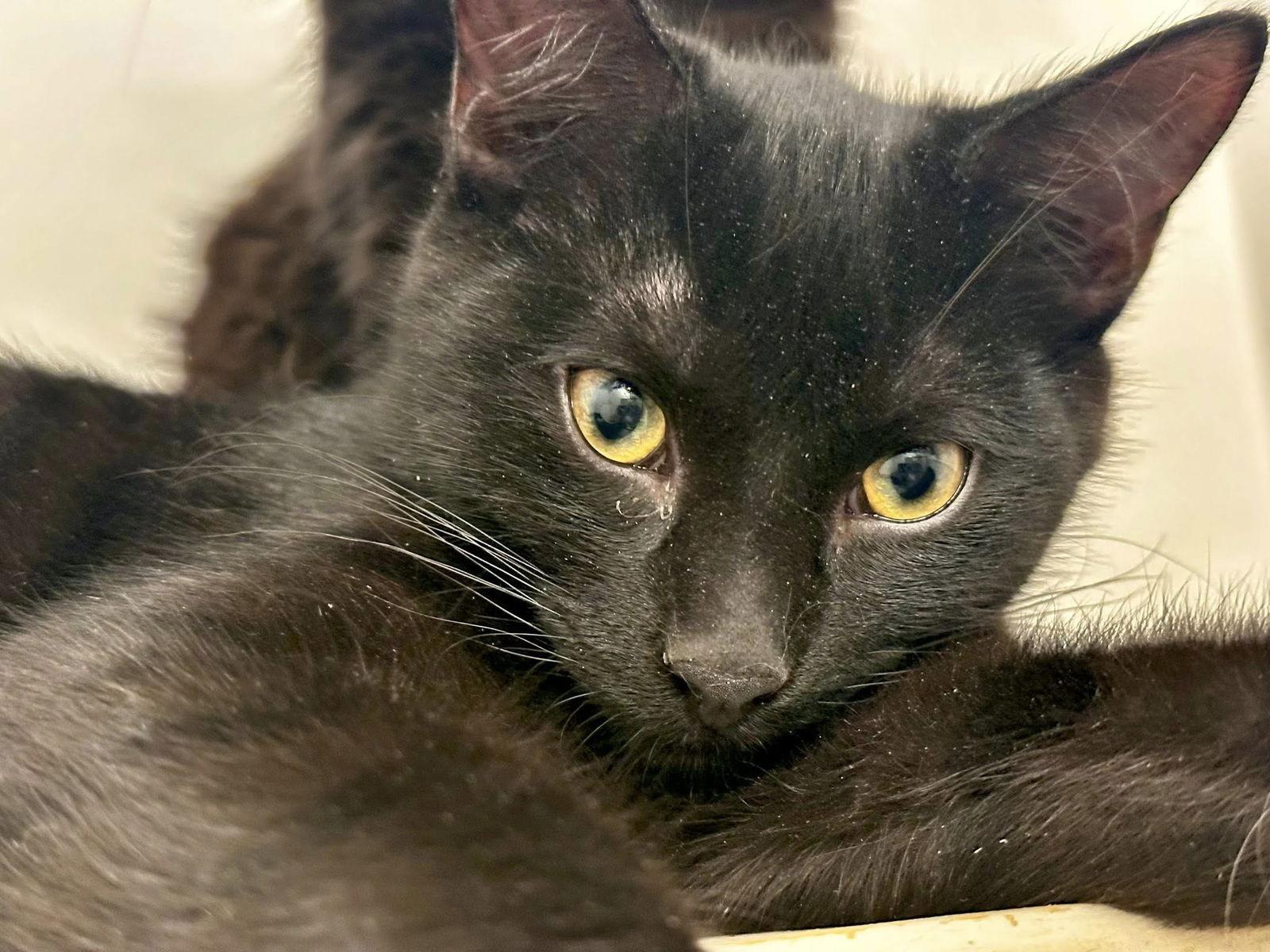 Enlarge Primo, a Adoptable Domestic Short Hair in Orleans, ON image 2/3