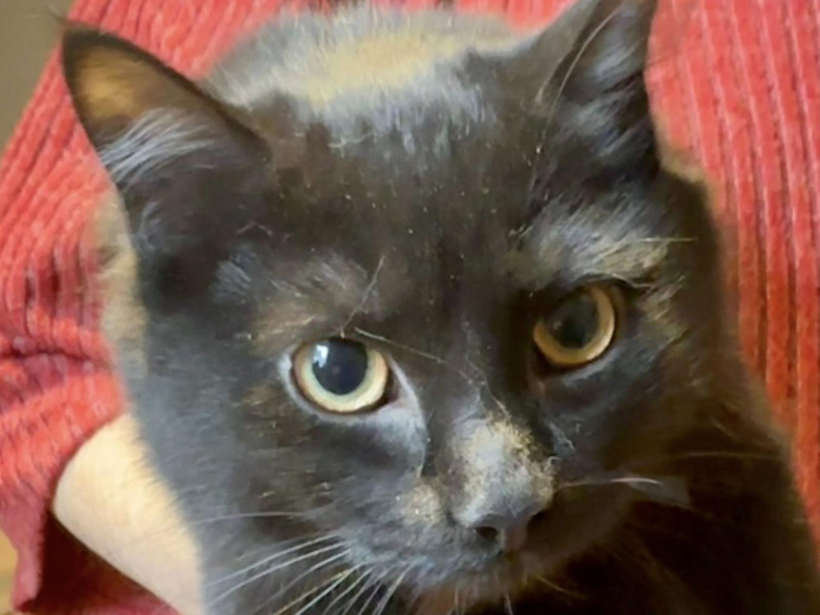 Enlarge Primo, a Adoptable Domestic Short Hair in Orleans, ON image 3/3