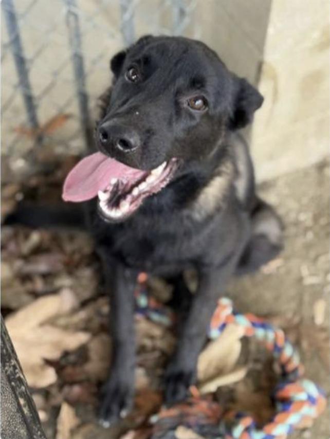 Enlarge Zahn, a Adoptable Belgian Shepherd / Malinois in Vancouver, WA image 1/6