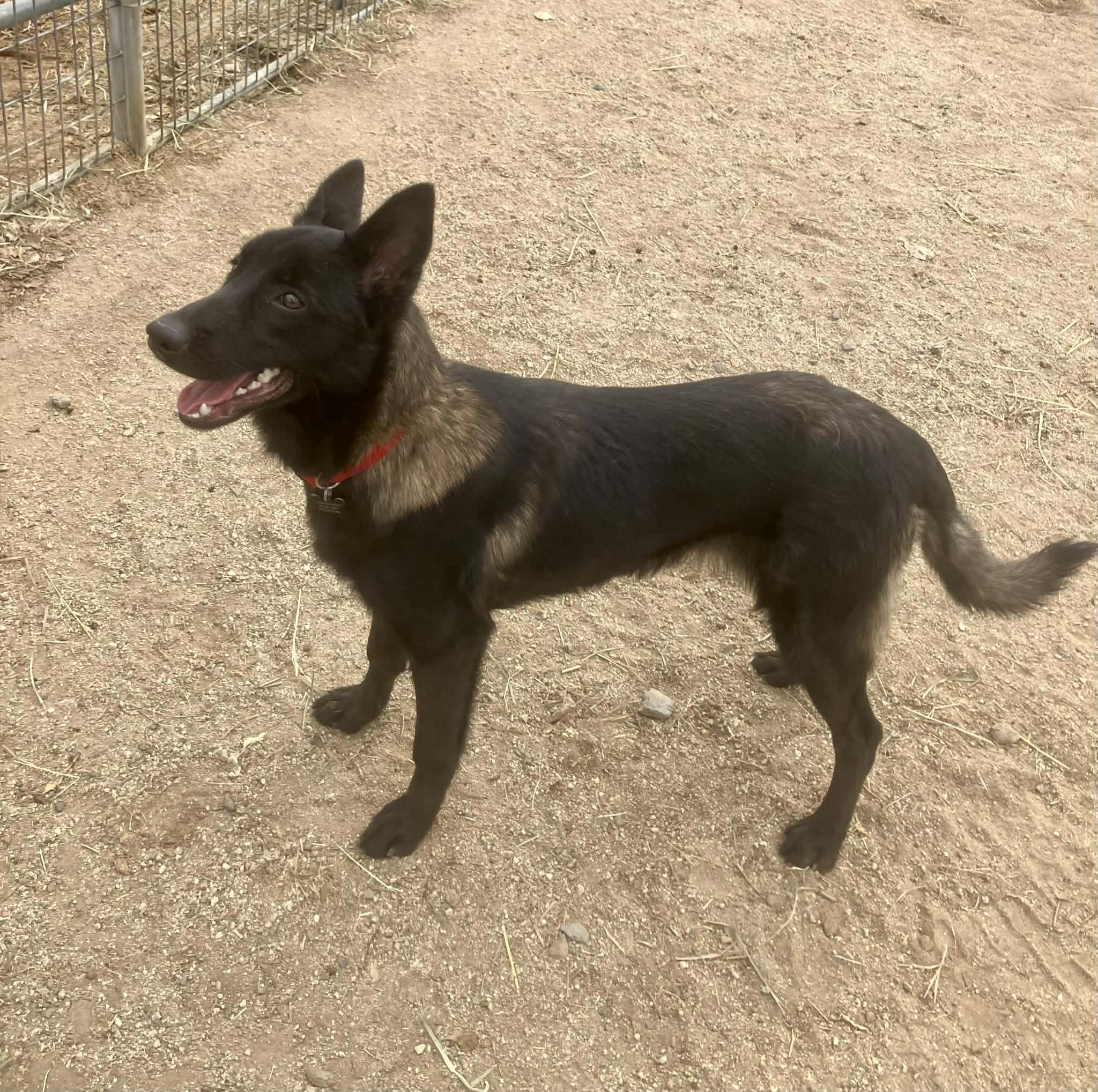 Zahn, Adoptable, Young Male Belgian Shepherd / Malinois.