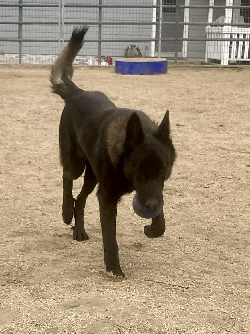 Enlarge Zahn, a Adoptable Belgian Shepherd / Malinois in Vancouver, WA image 2/6