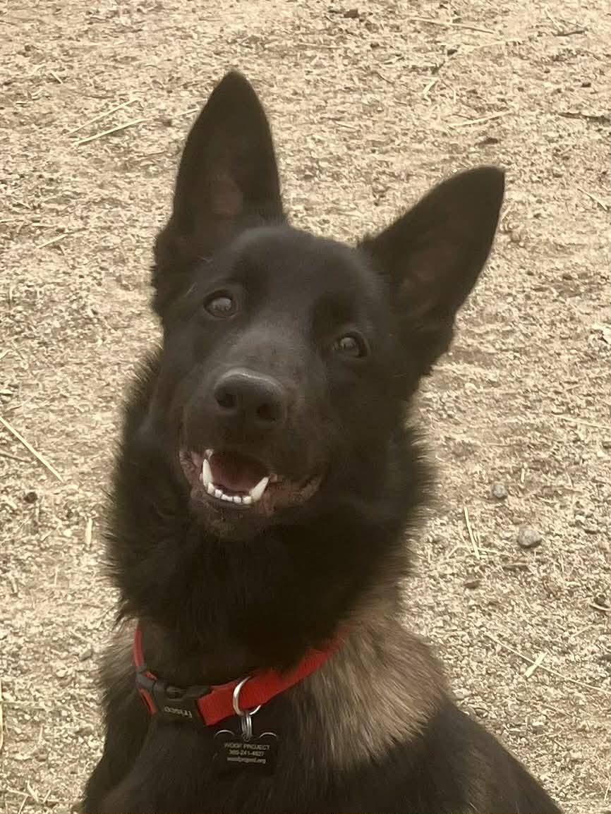 Enlarge Zahn, a Adoptable Belgian Shepherd / Malinois in Vancouver, WA image 4/6