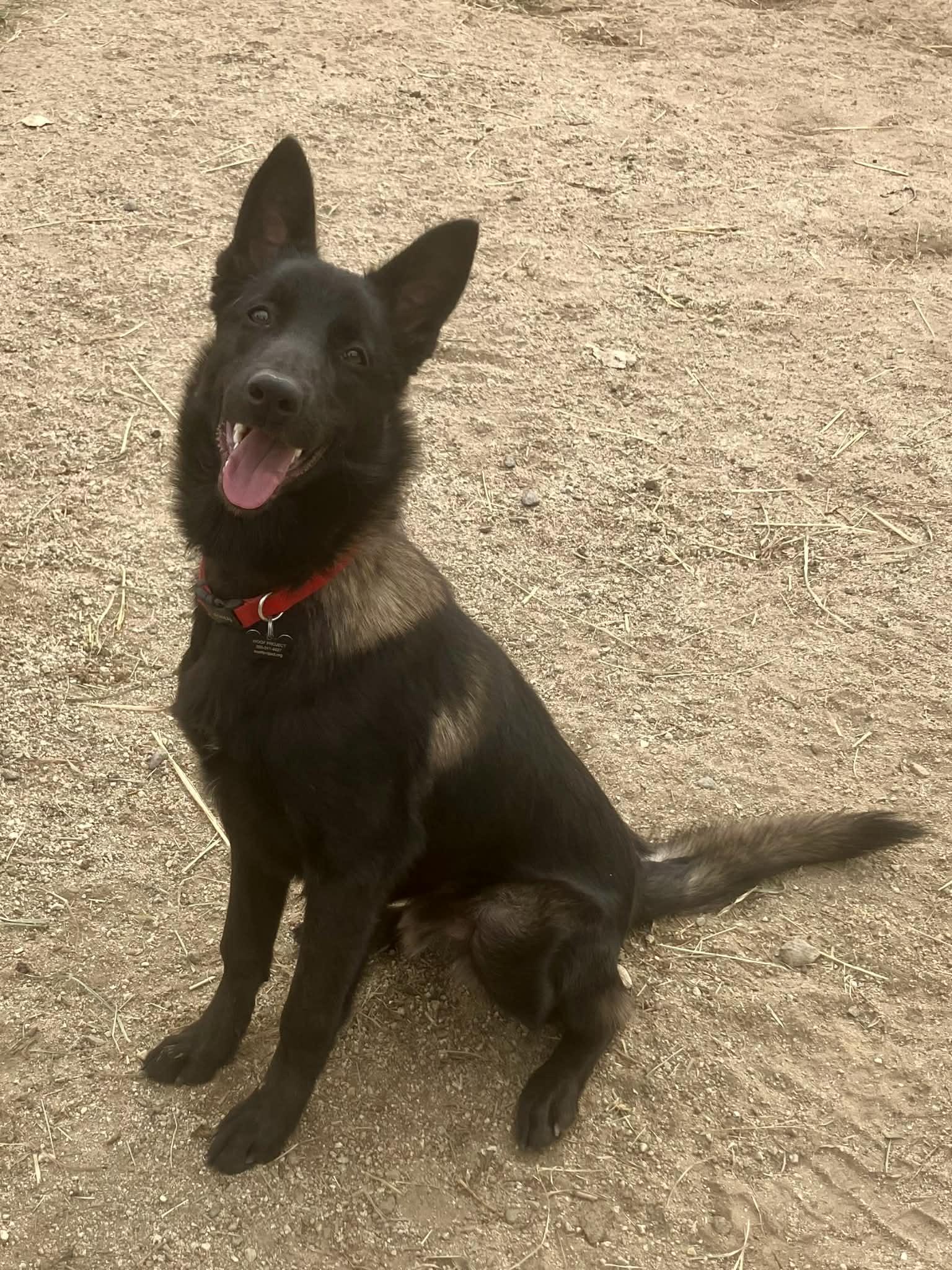 Enlarge Zahn, a Adoptable Belgian Shepherd / Malinois in Vancouver, WA image 6/6